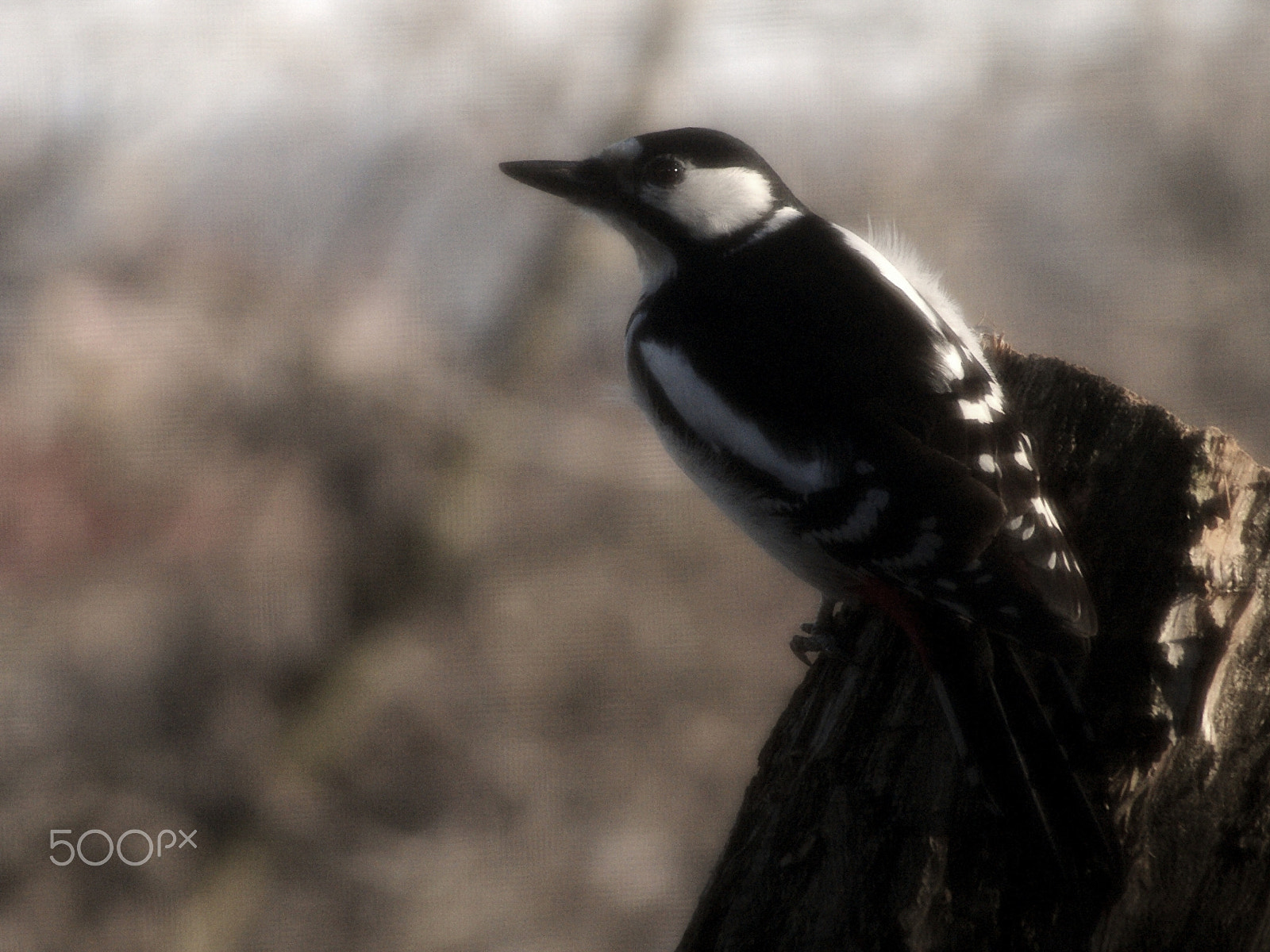 Sony Alpha DSLR-A300 + Sony DT 55-200mm F4-5.6 SAM sample photo. Woodpecker photography