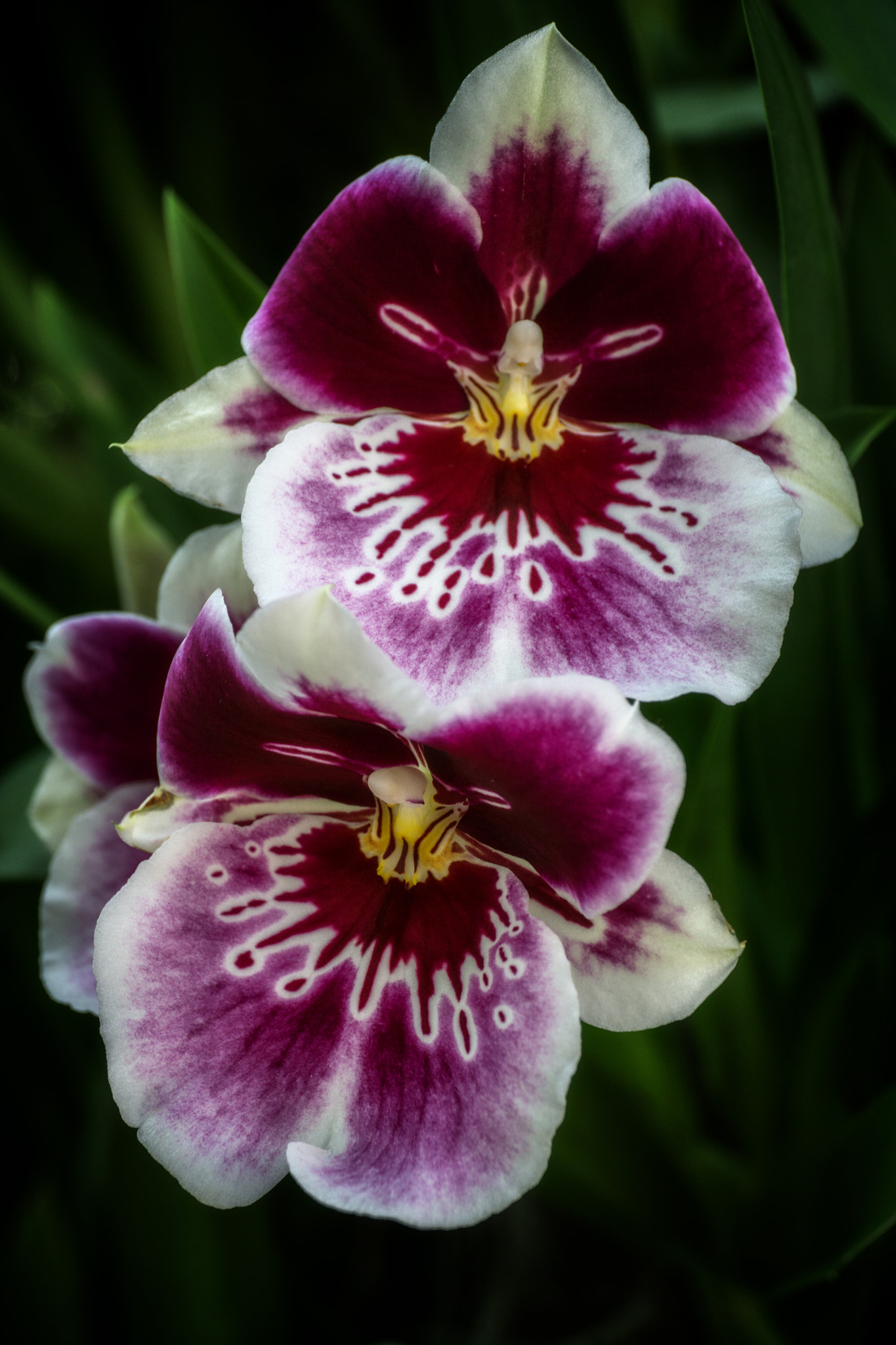 Sony a6000 + E 50mm F2.8 sample photo. Orchid photography