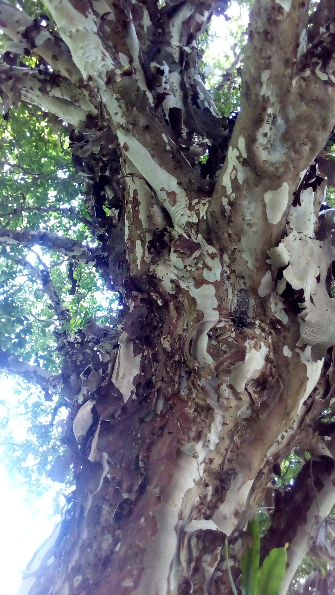 ASUS Zenfone Go (ASUS_Z00VD) sample photo