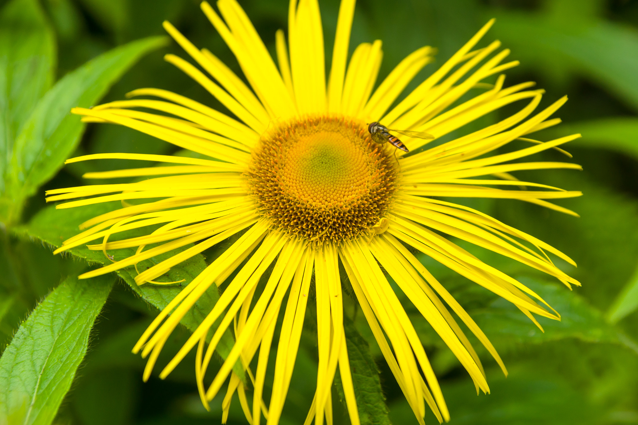 Sony SLT-A65 (SLT-A65V) + Tamron SP 24-70mm F2.8 Di VC USD sample photo. Yellow and bee photography