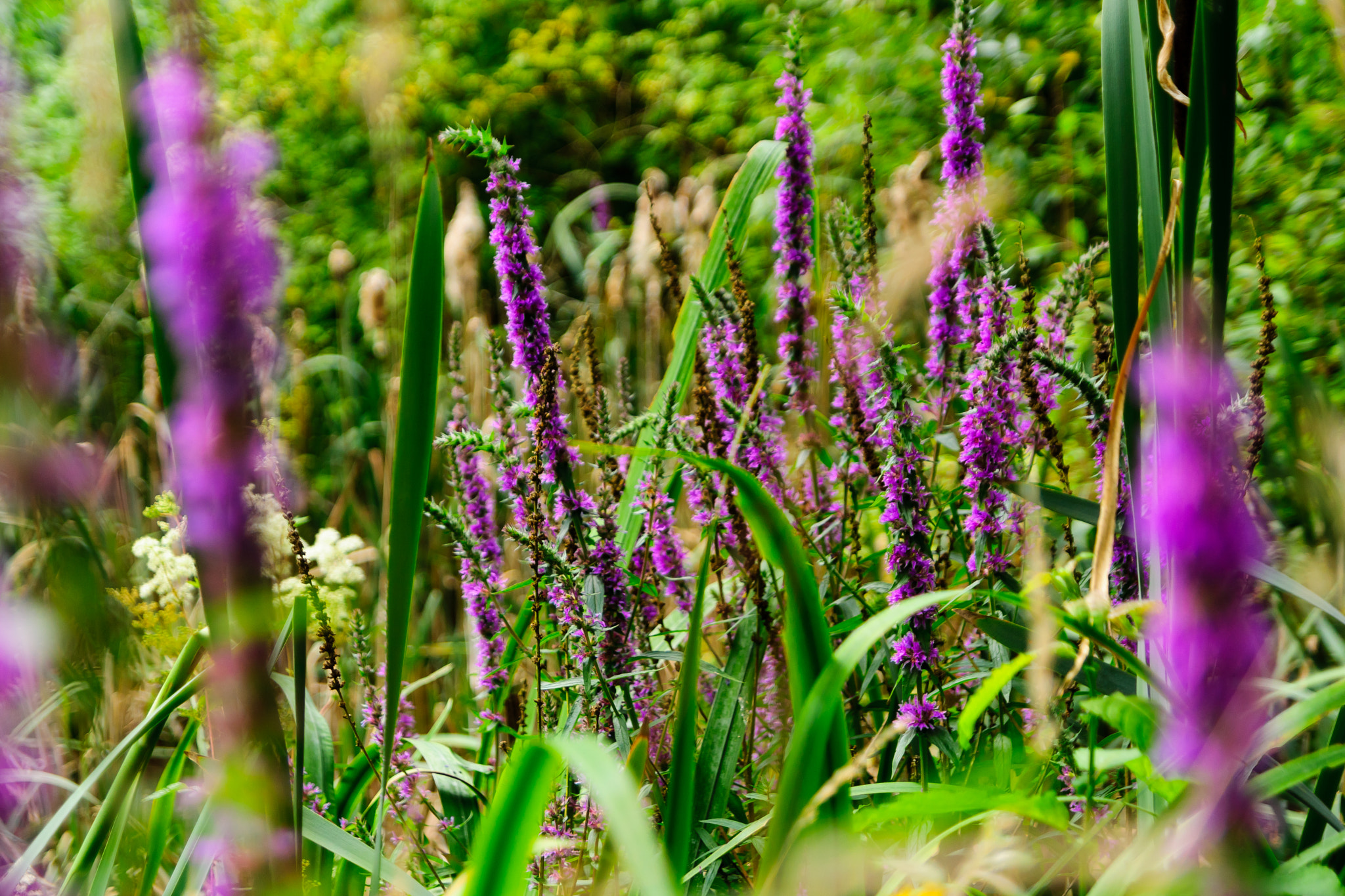 Sony SLT-A65 (SLT-A65V) + Tamron SP 24-70mm F2.8 Di VC USD sample photo. Purple and green photography