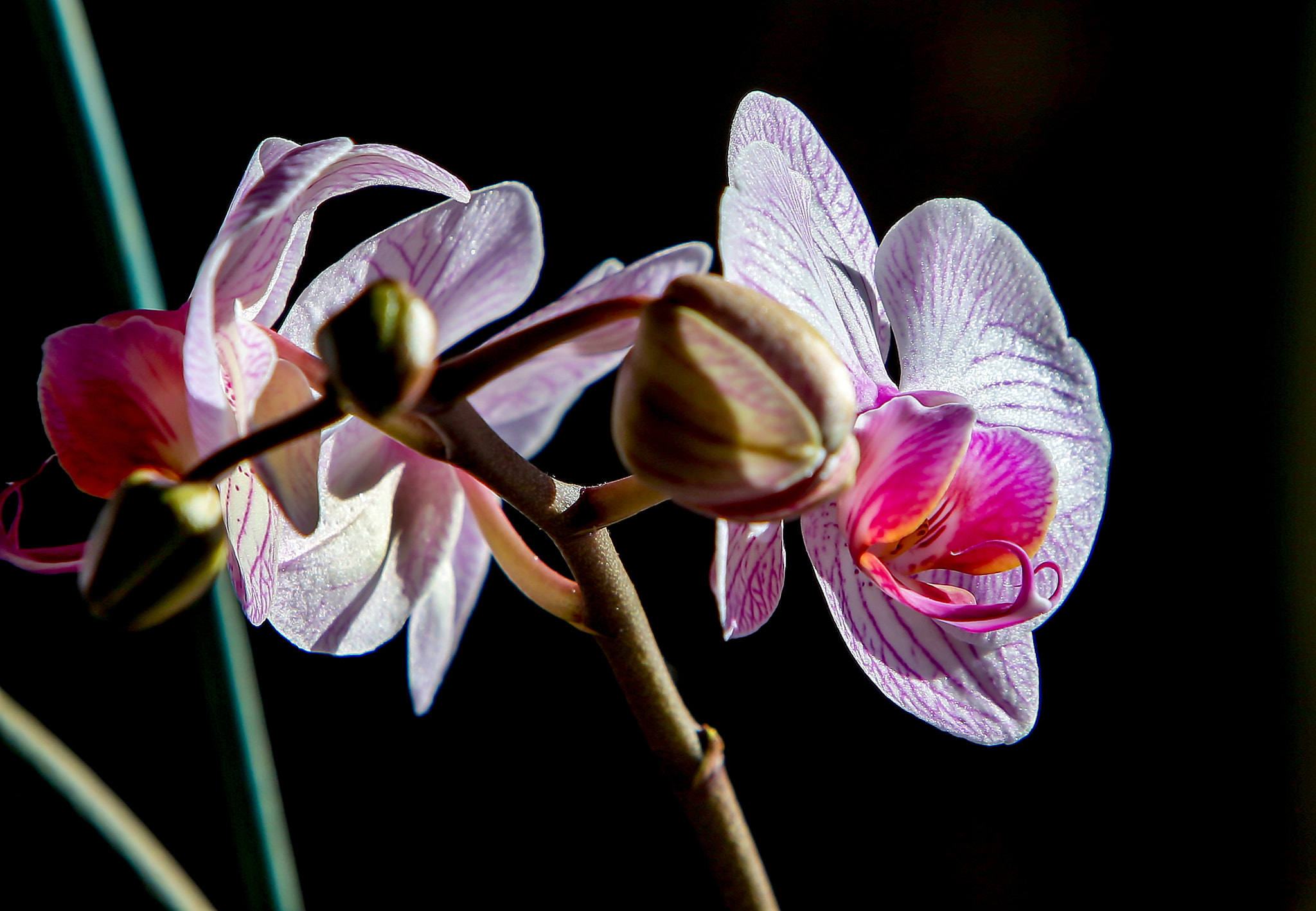 Canon EF 70-200mm F2.8L IS USM sample photo. Orchids in winter light photography