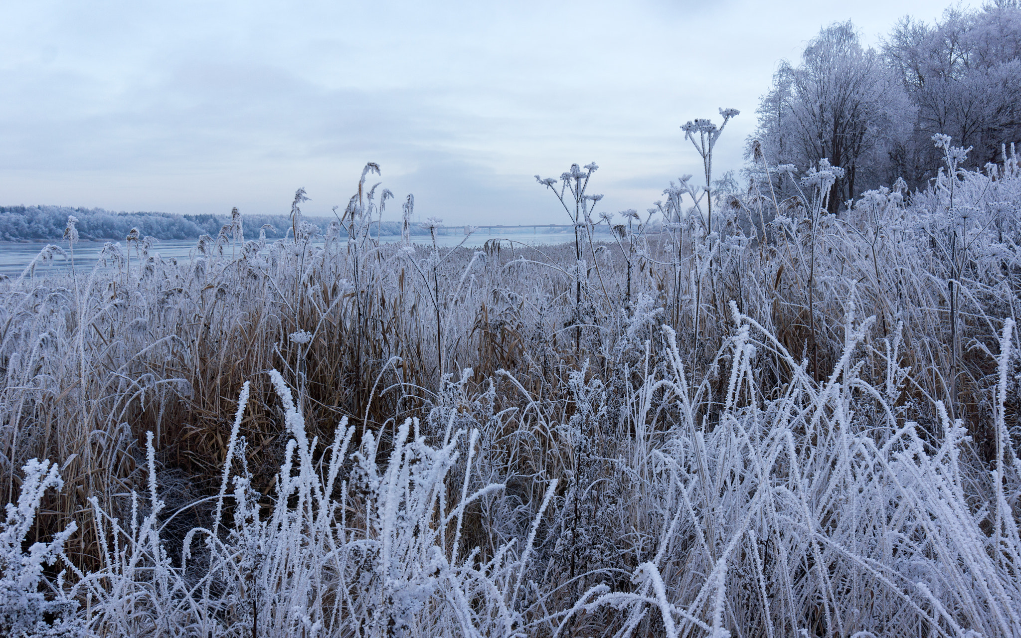 Sony Alpha NEX-5N + Sony E 10-18mm F4 OSS sample photo. Frost. photography