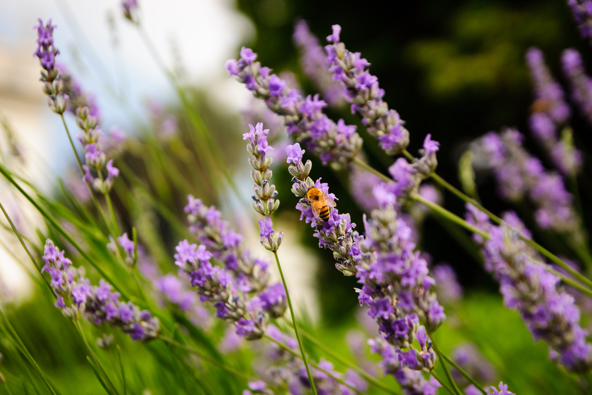 Sony SLT-A65 (SLT-A65V) + Tamron SP 24-70mm F2.8 Di VC USD sample photo. Bee on lavender photography