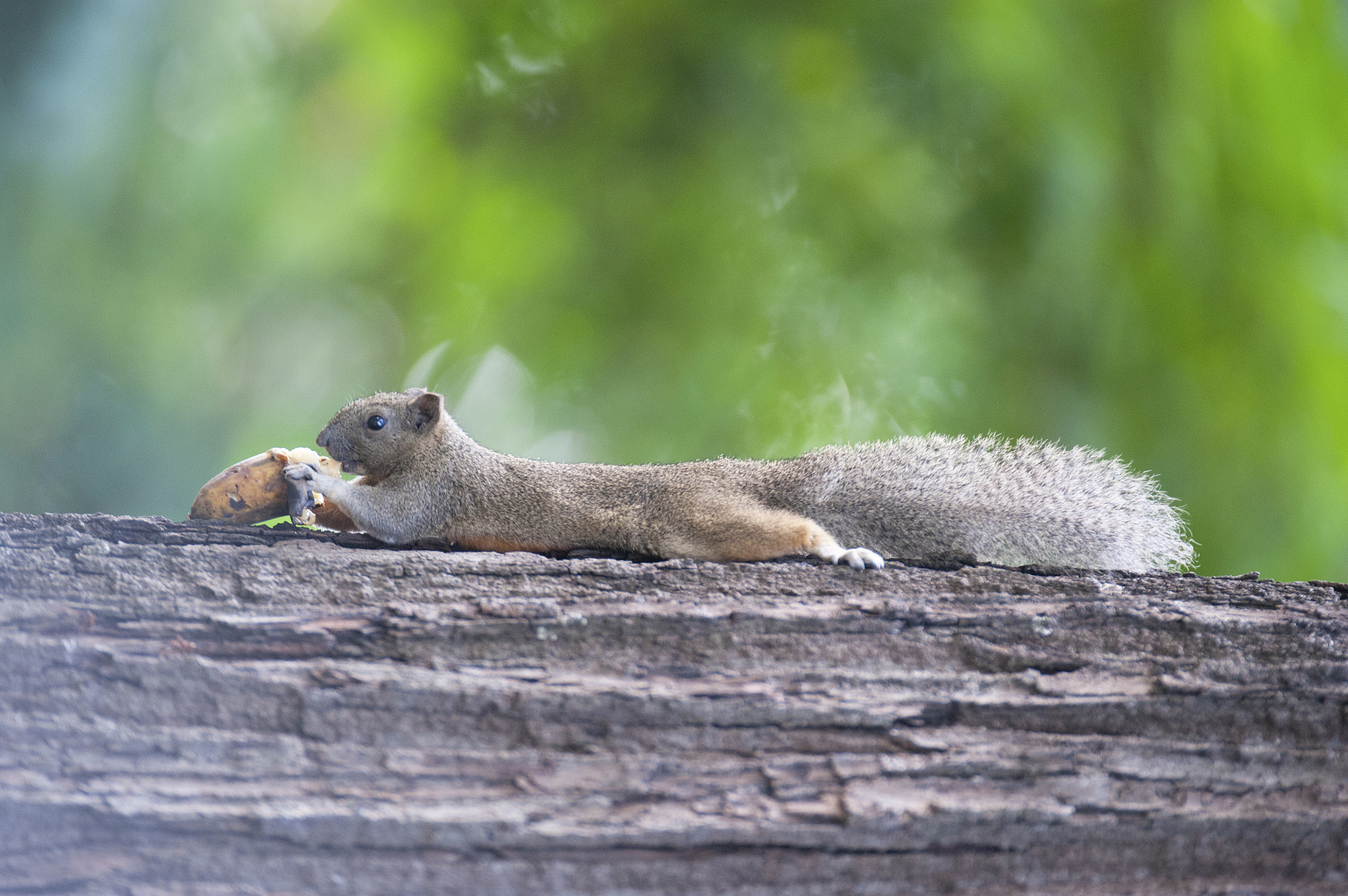 Sigma 120-300mm F2.8 EX DG HSM sample photo. Squirrel photography