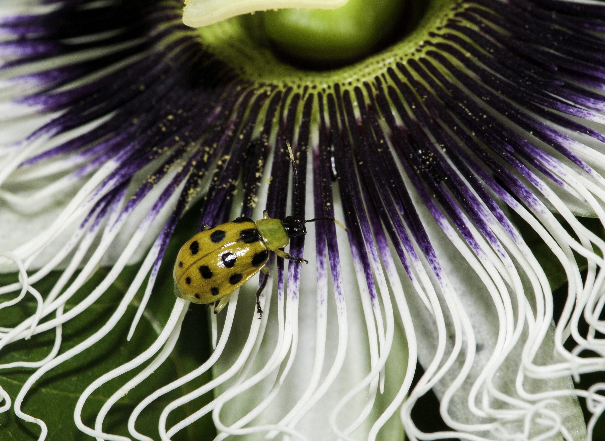 Nikon AF-S DX Micro-Nikkor 85mm F3.5G ED VR sample photo. Beetle vs. flower photography