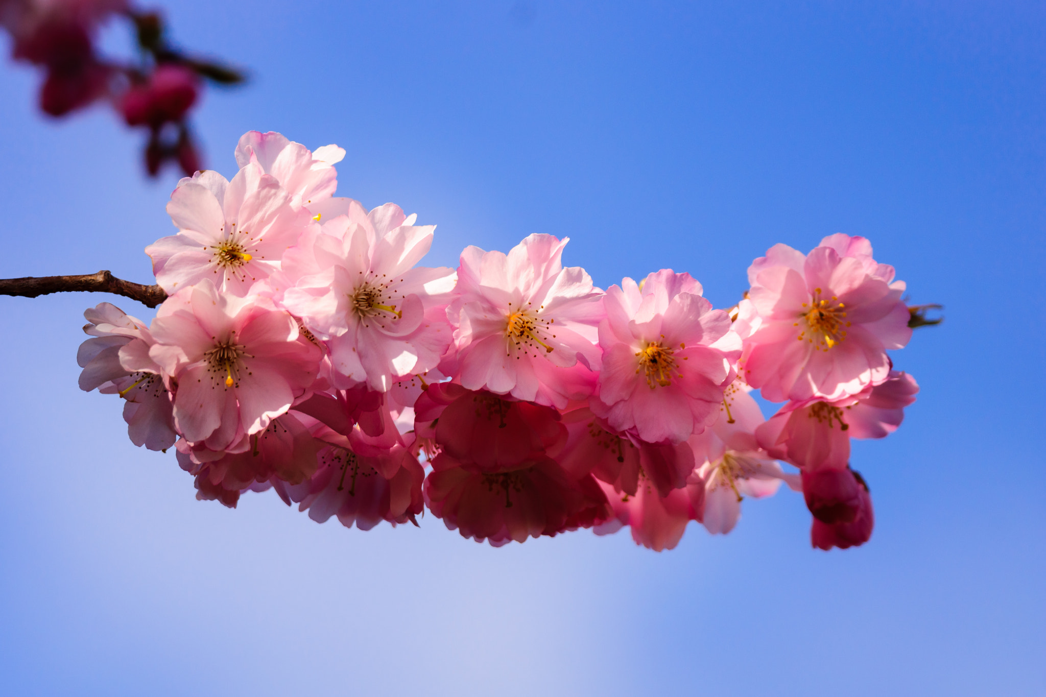 Sony 70-300mm F4.5-5.6 G SSM sample photo. Pink photography