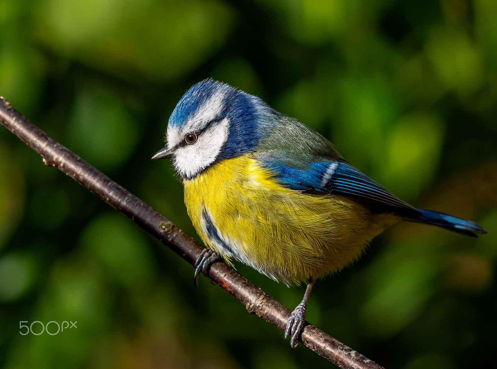 Olympus OM-D E-M1 + OLYMPUS 300mm Lens sample photo. My favourite bird photography