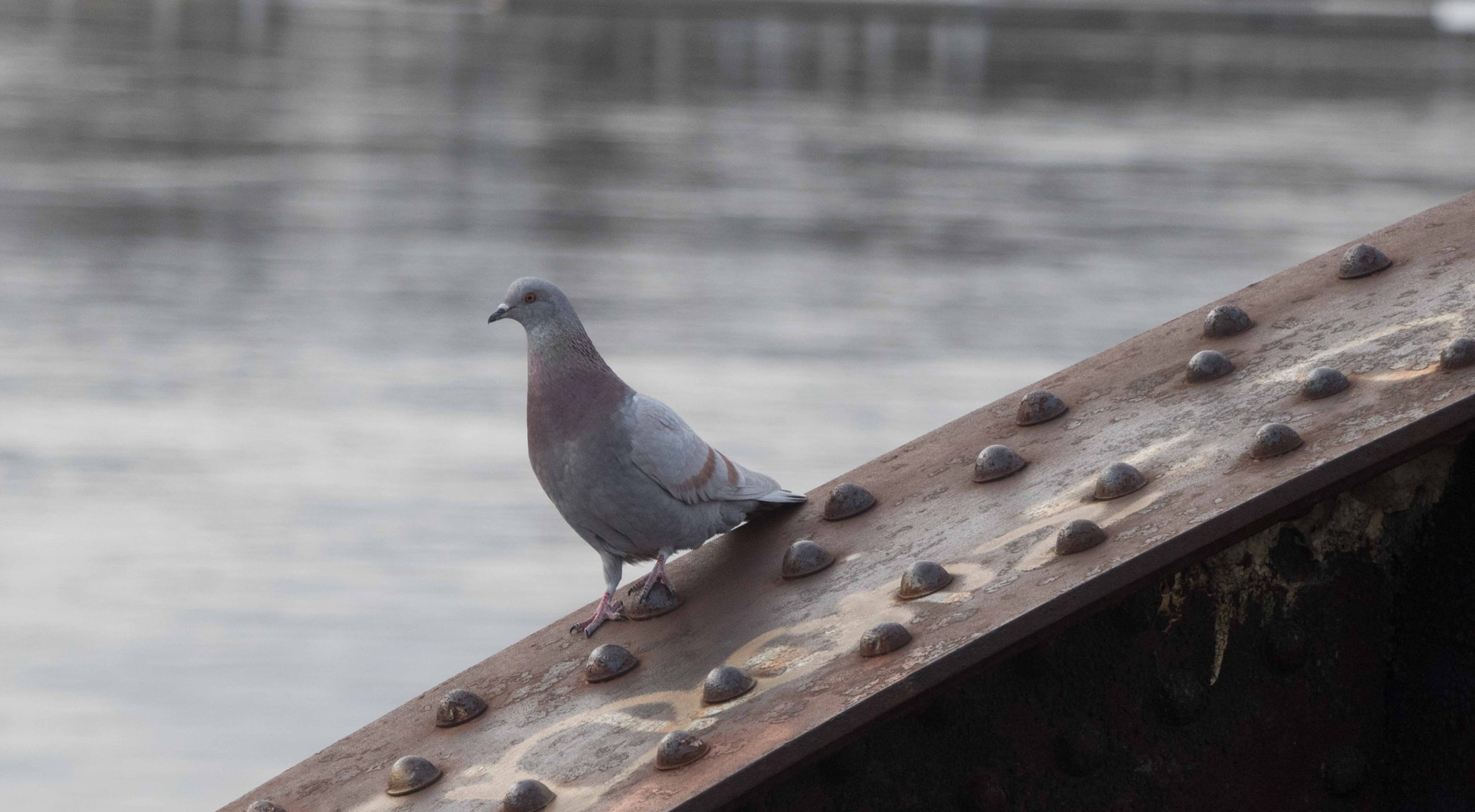 Canon EF 70-200mm F4L USM sample photo. The pigeon photography