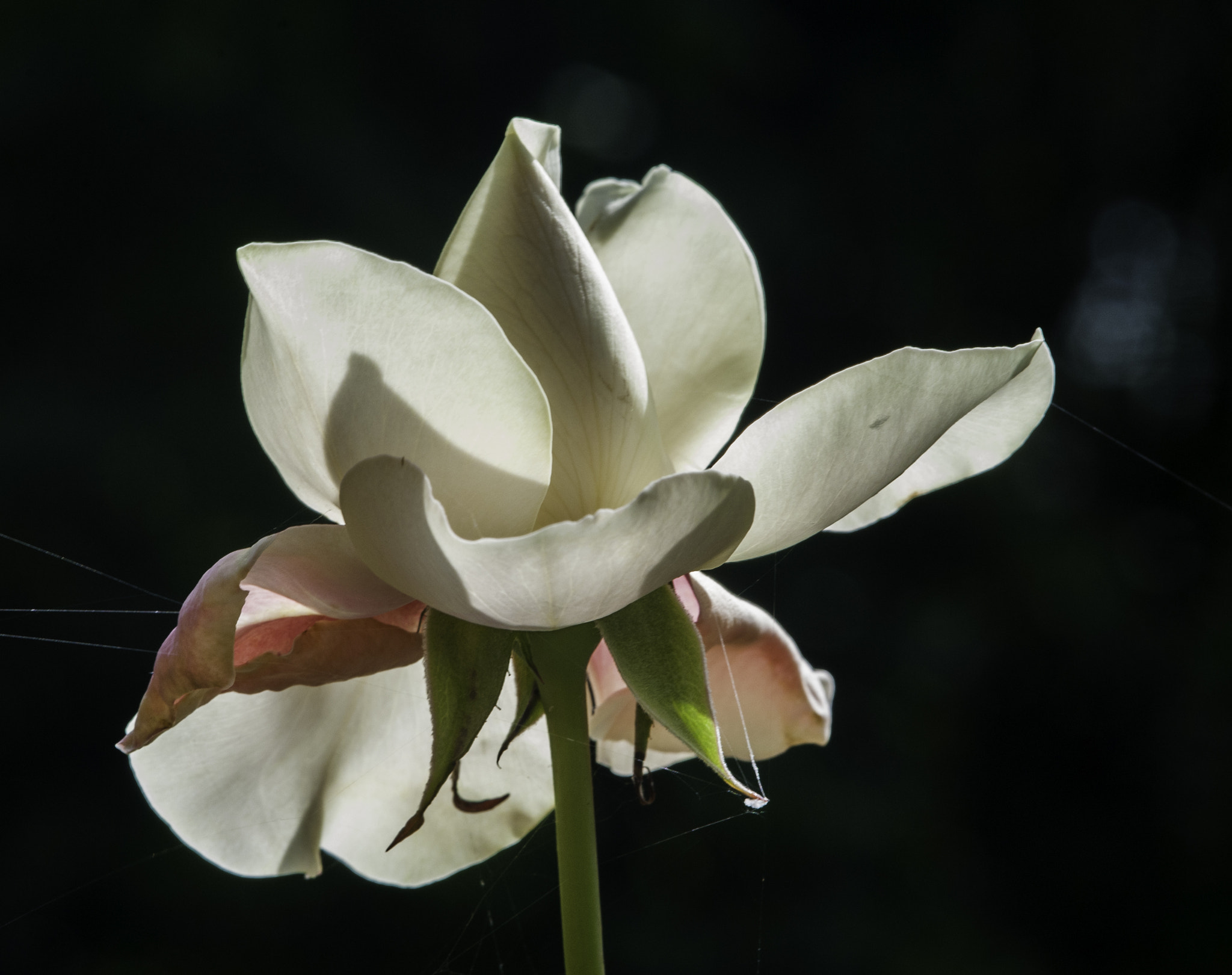Nikon AF-S DX Micro-Nikkor 85mm F3.5G ED VR sample photo. White rose... photography