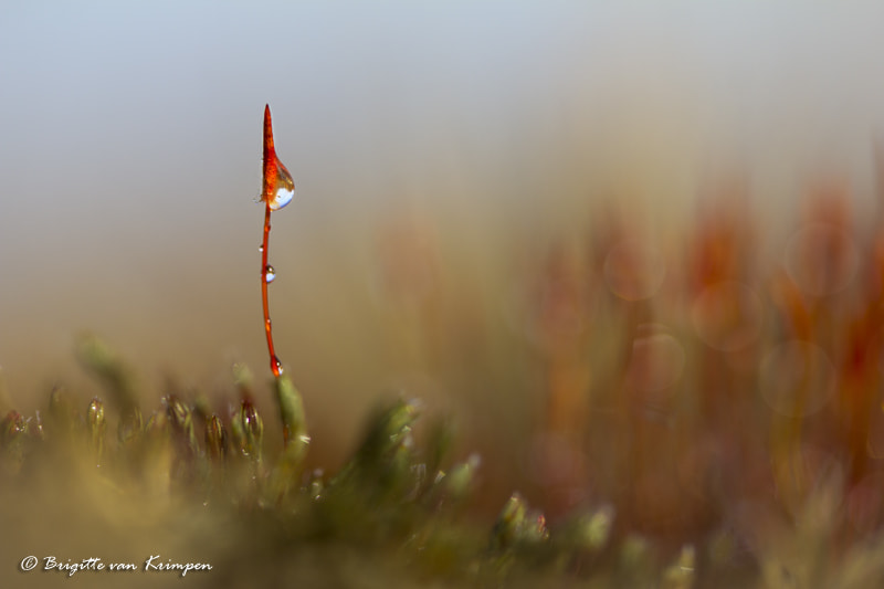 Canon EOS 60D + Canon EF 100mm F2.8 Macro USM sample photo. Standing tall photography