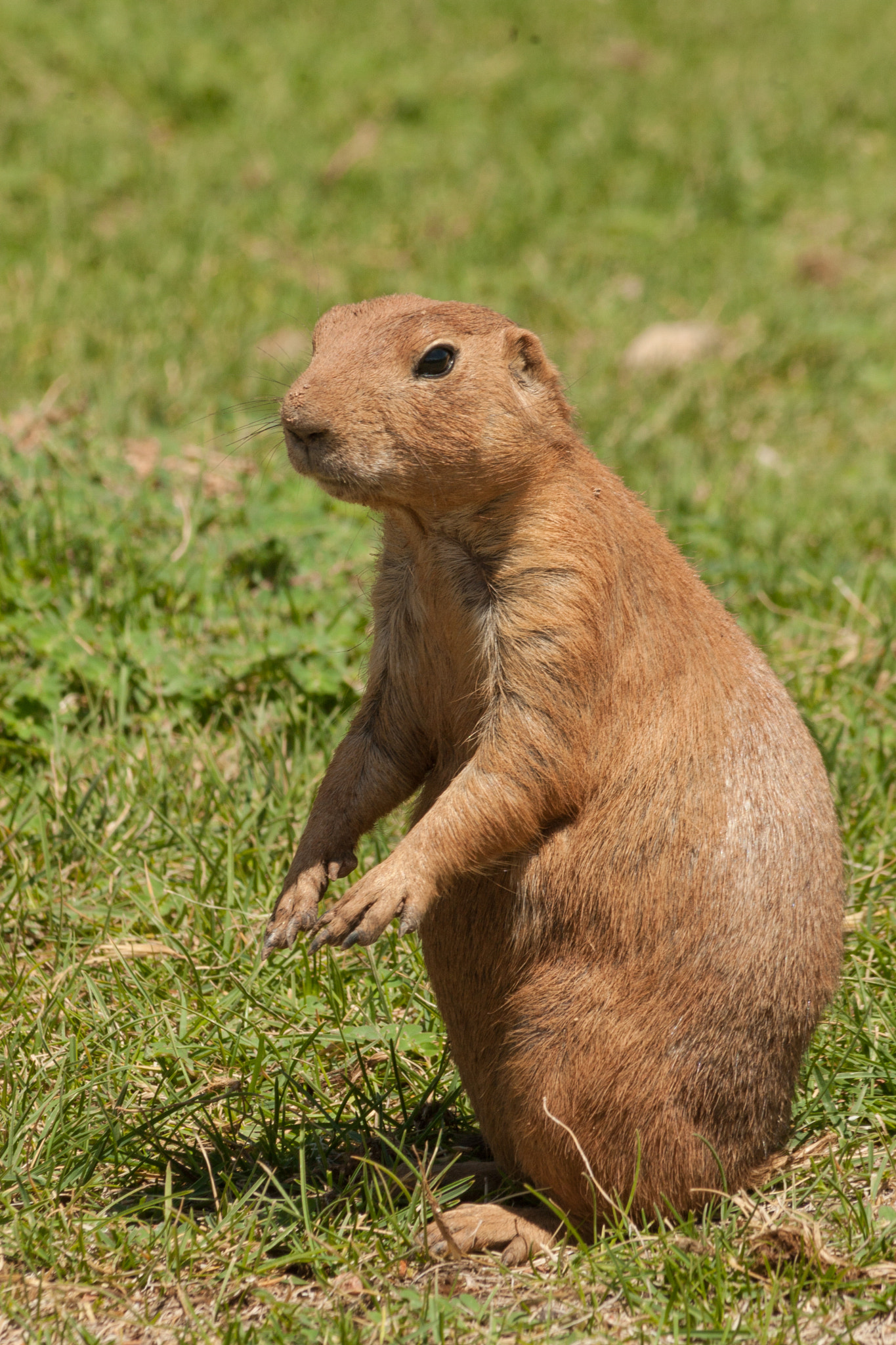 Canon EF 75-300mm F4.0-5.6 IS USM sample photo. Cute prairie dog photography