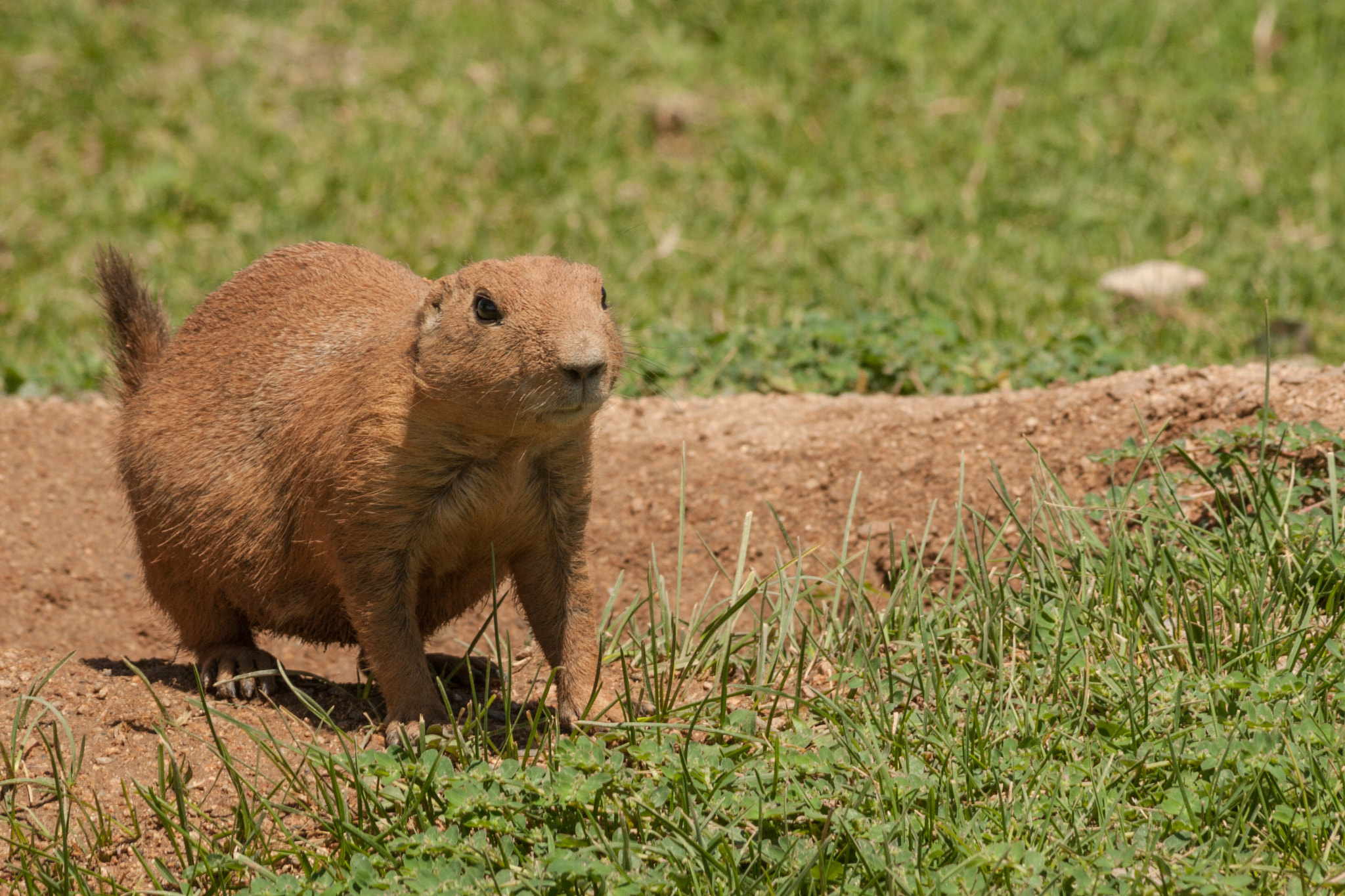 Canon EF 75-300mm F4.0-5.6 IS USM sample photo. Cute prairie dog photography