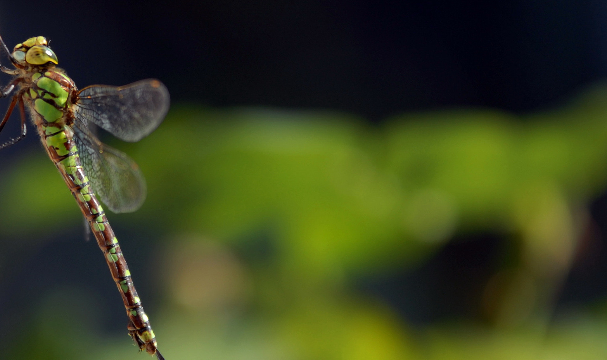 Sigma 70-200mm F2.8 EX DG OS HSM sample photo. Libelle photography