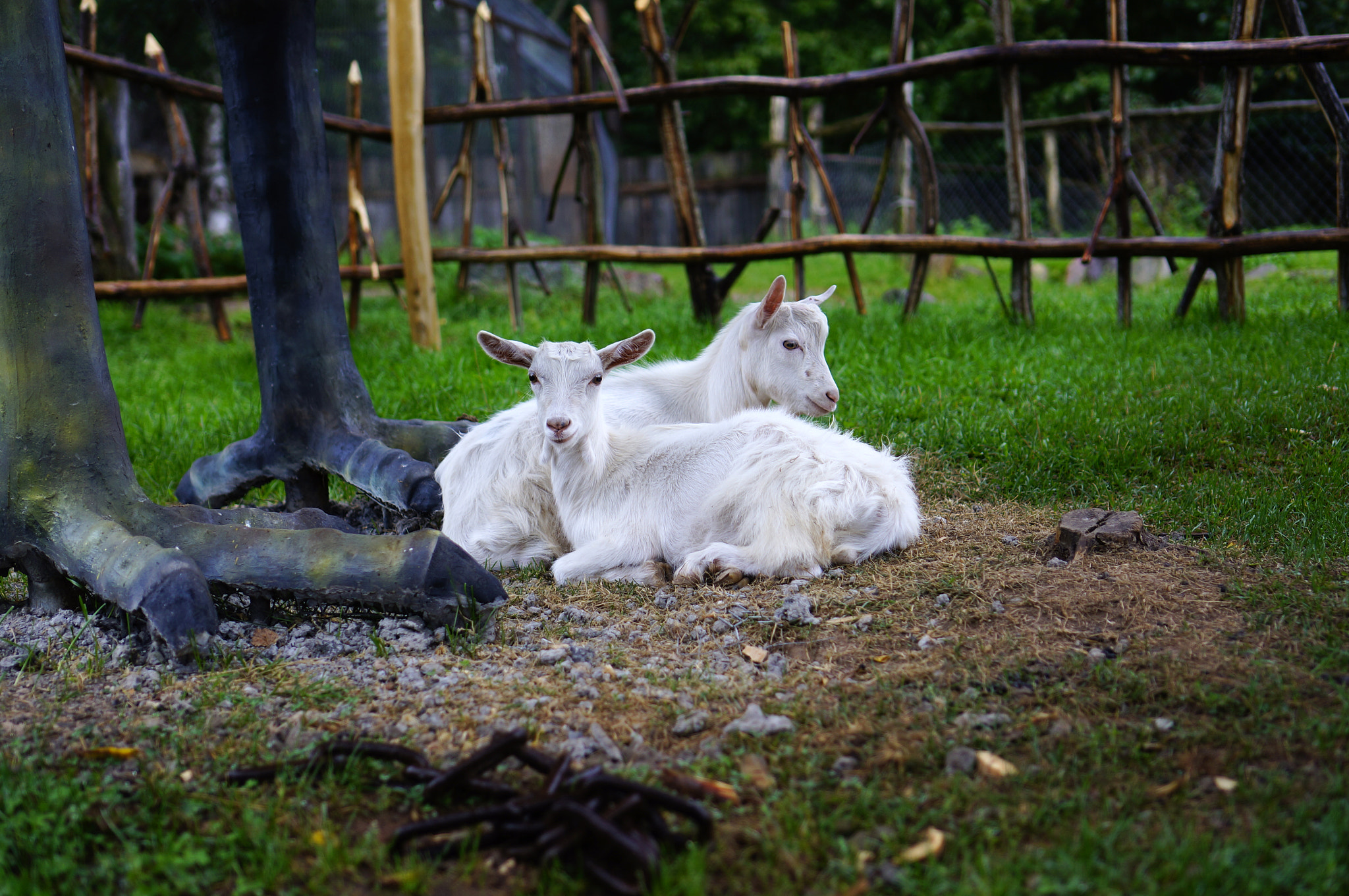 Sony E 35mm F1.8 OSS sample photo. Nanny-goats. photography