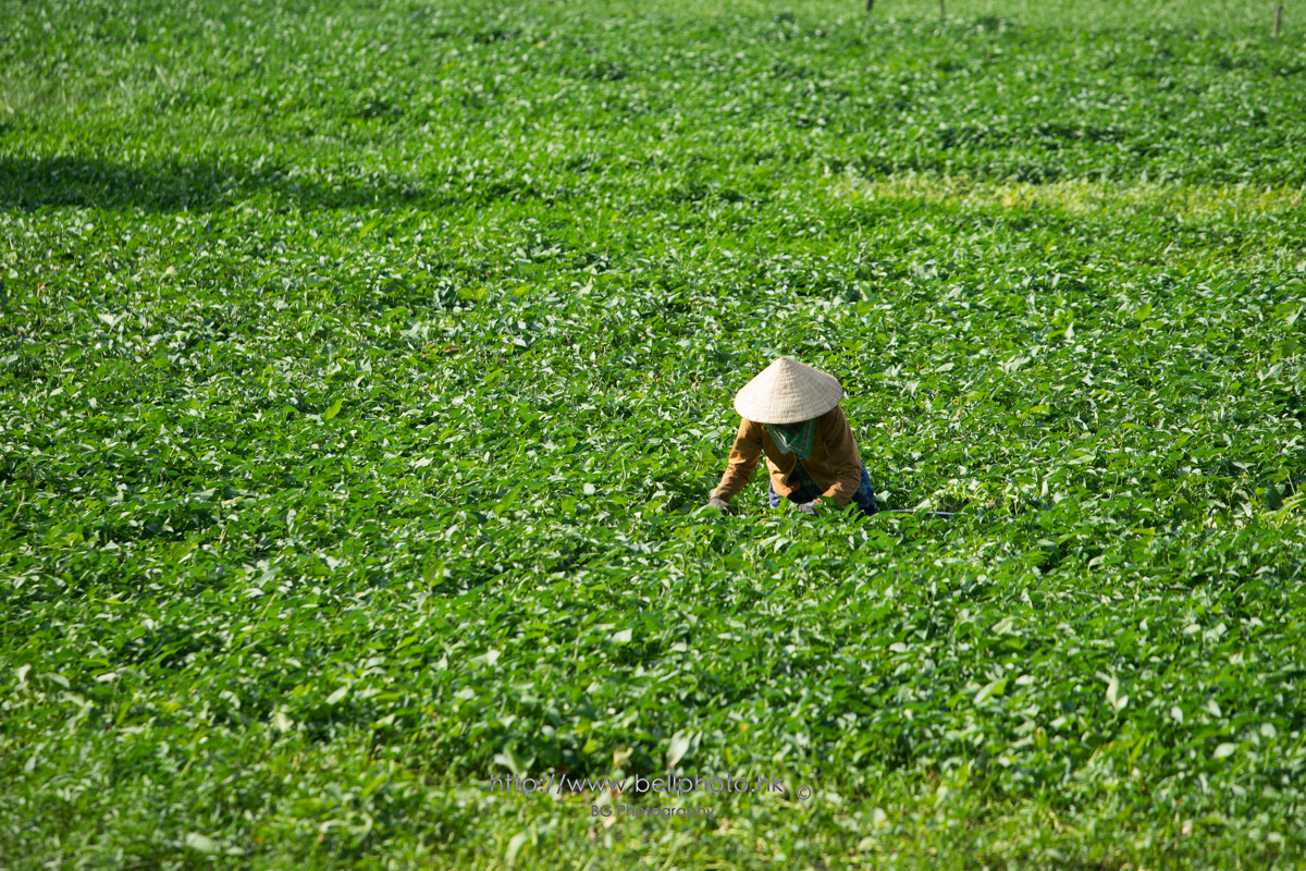 Sony a7 + Canon EF 70-200mm F4L IS USM sample photo. In the green. photography