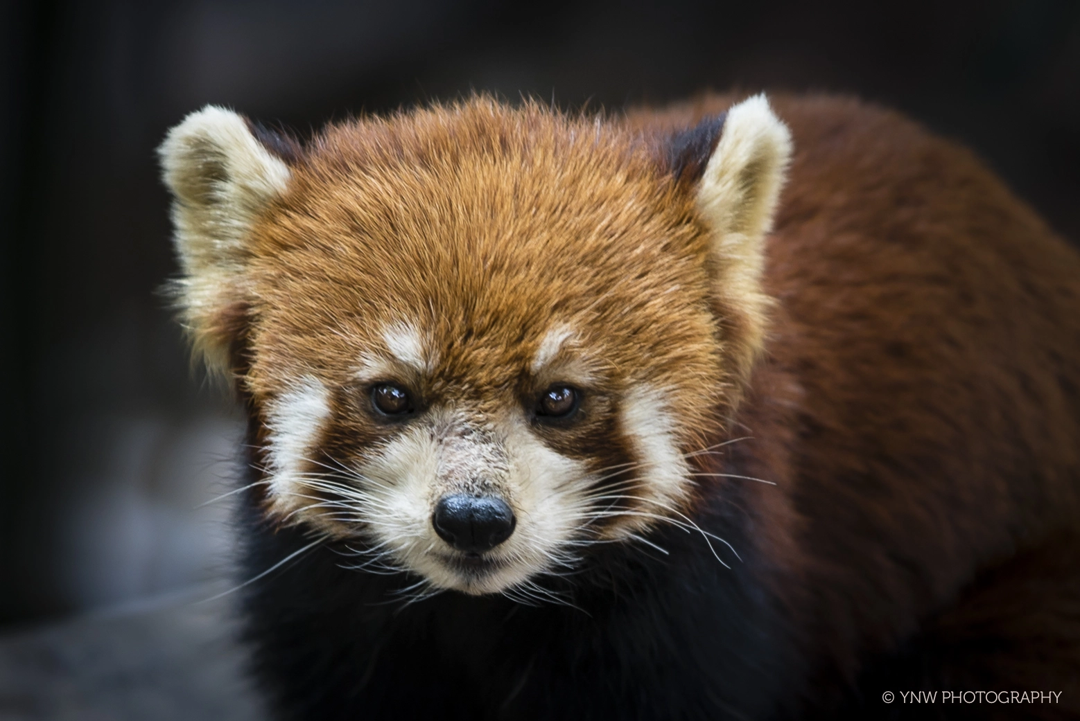 Sony 70-200mm F2.8 G SSM II sample photo. Curious red panda photography