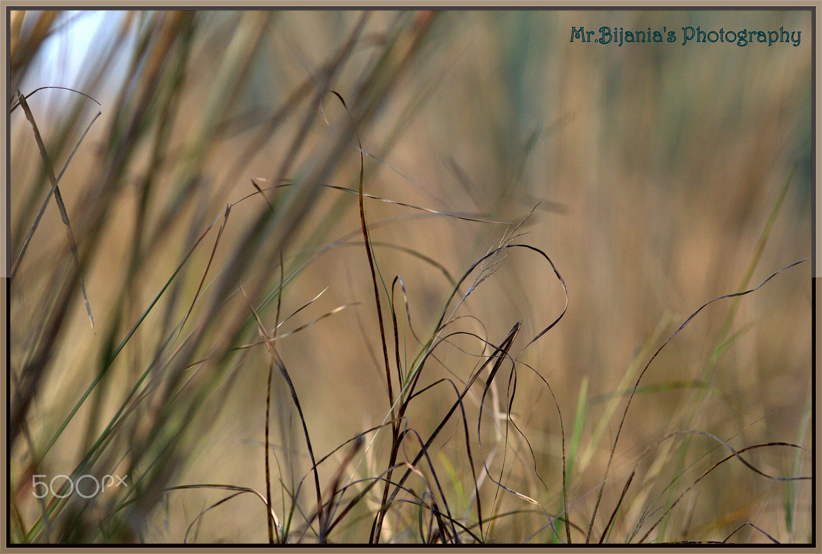 Canon EOS 60D + Canon EF 200mm F2.8L II USM sample photo. Dry hay photography
