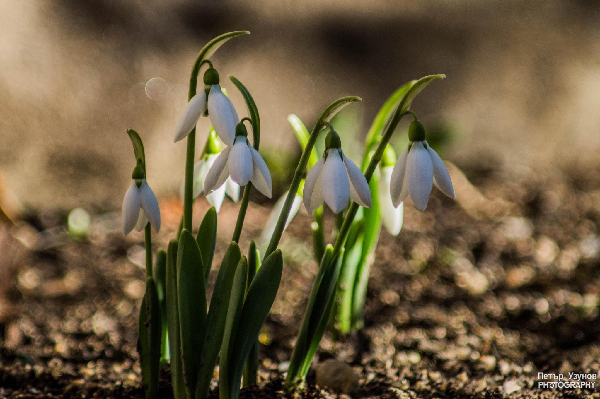 Sony SLT-A58 + Minolta AF 80-200mm F4.5-5.6 sample photo. Snowdrops photography