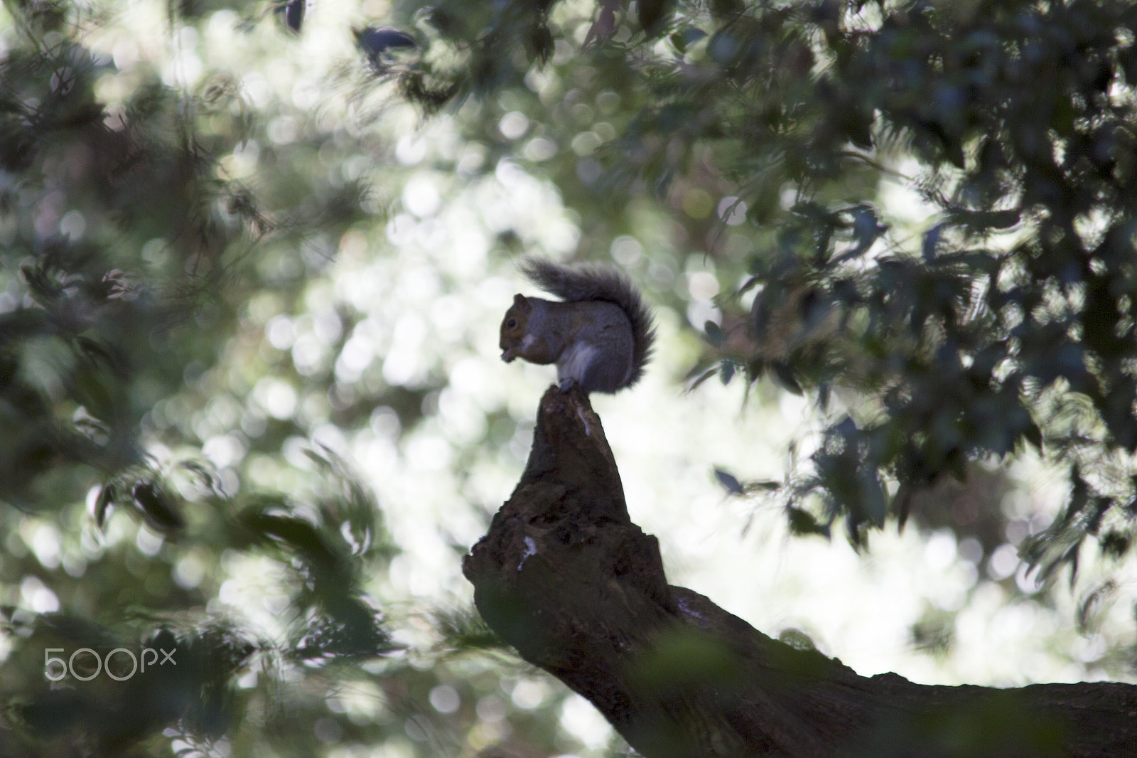 Sigma 150-500mm F5-6.3 DG OS HSM sample photo. This is my best side photography