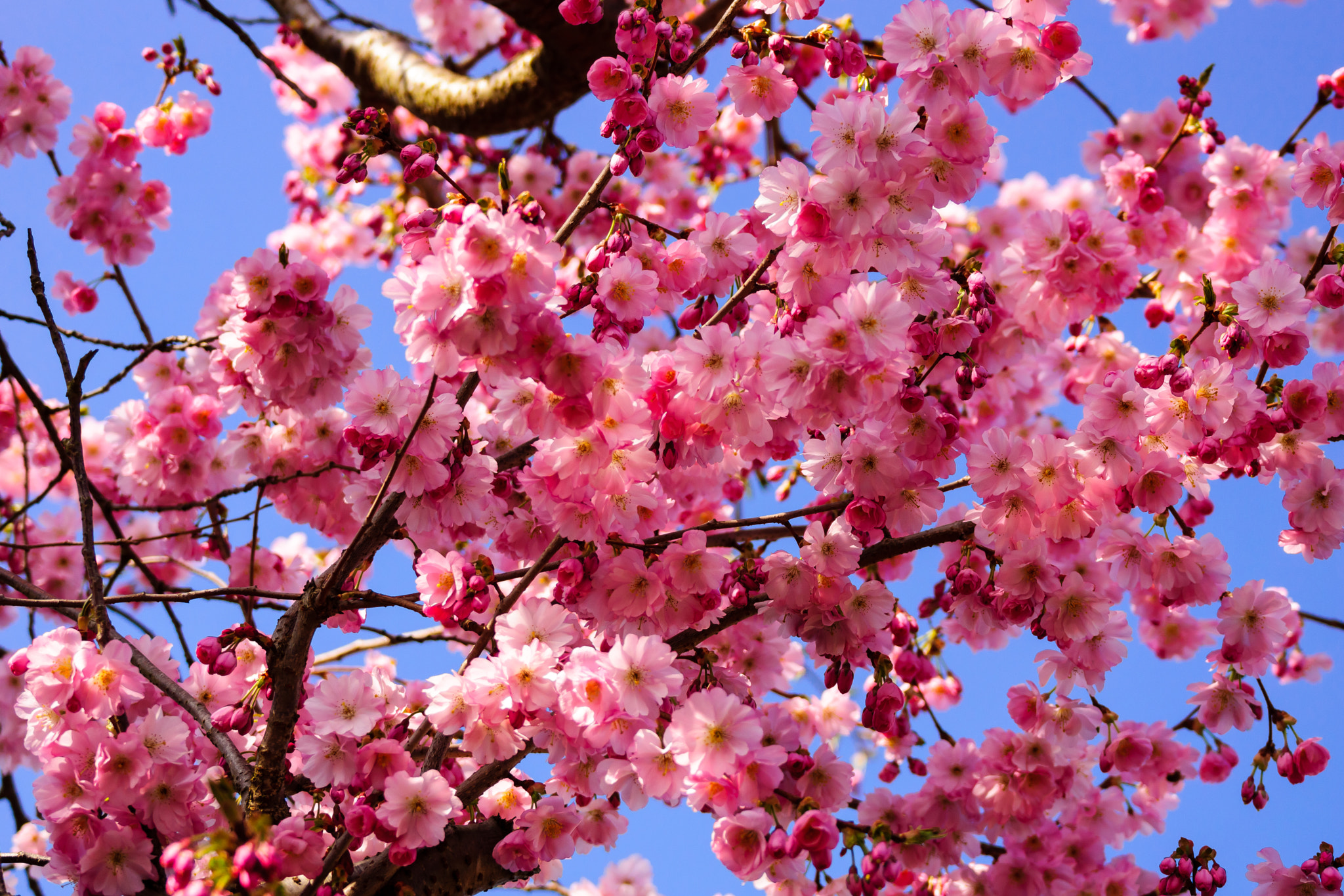 Sony 70-300mm F4.5-5.6 G SSM sample photo. Cherry blossom photography