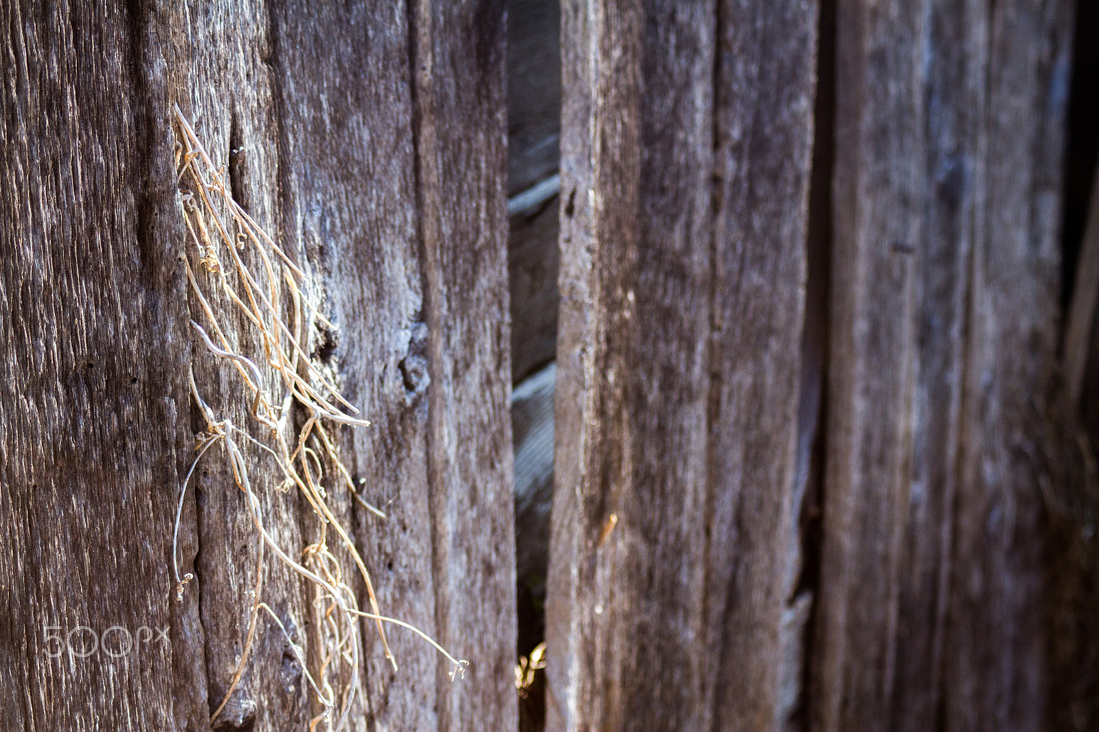 Canon EF 28-90mm f/4-5.6 sample photo. Vines climbing a barn wall photography