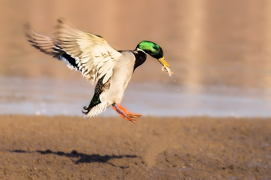 Canon EF 300mm F4L IS USM sample photo. Stockente im landeanflug photography
