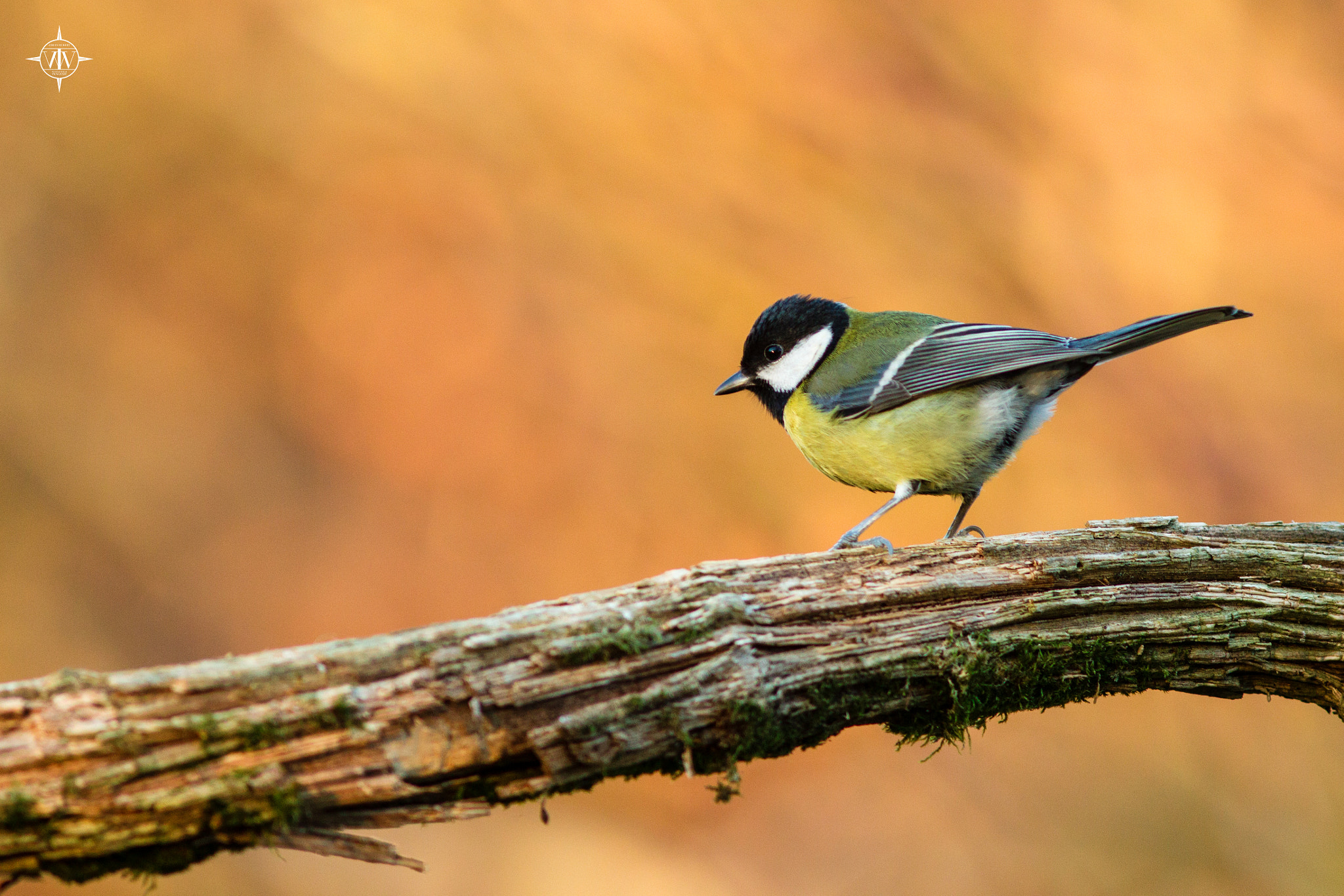 Canon EF 300mm F4L IS USM sample photo. Faune photography