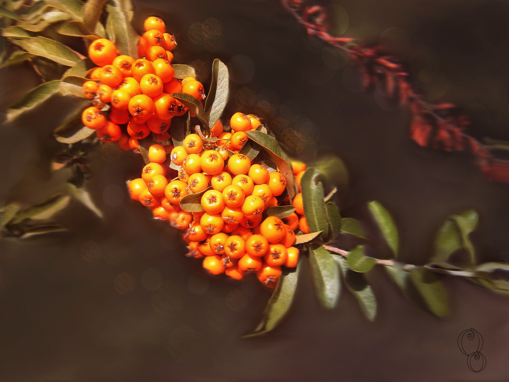 Olympus VG145,VG140,D715 sample photo. Orange berries photography