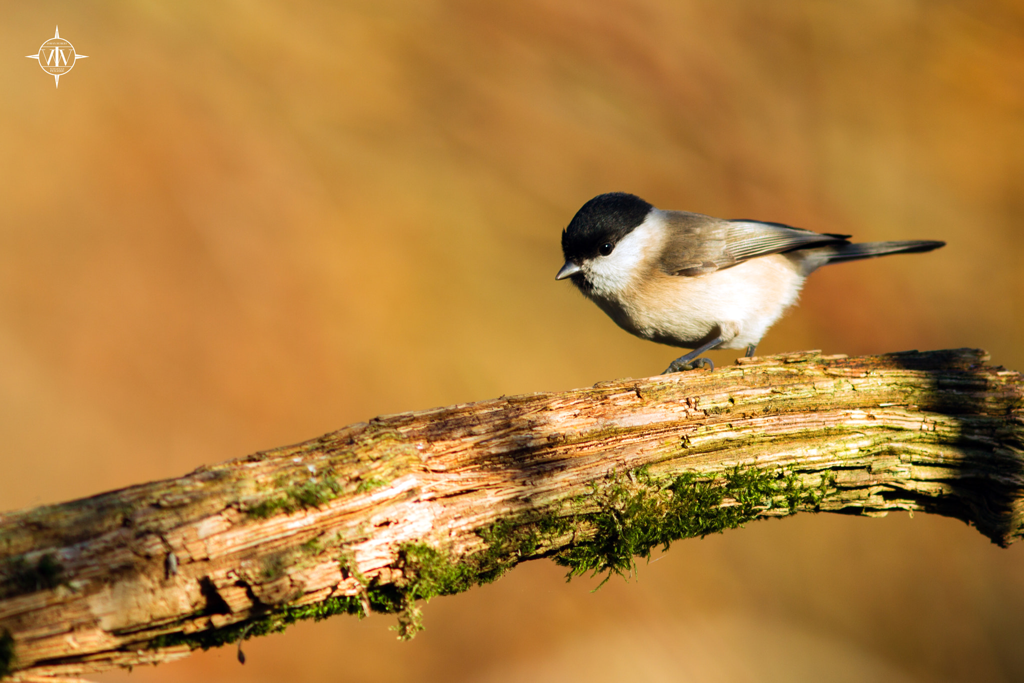 Canon EF 300mm F4L IS USM sample photo. Faune photography