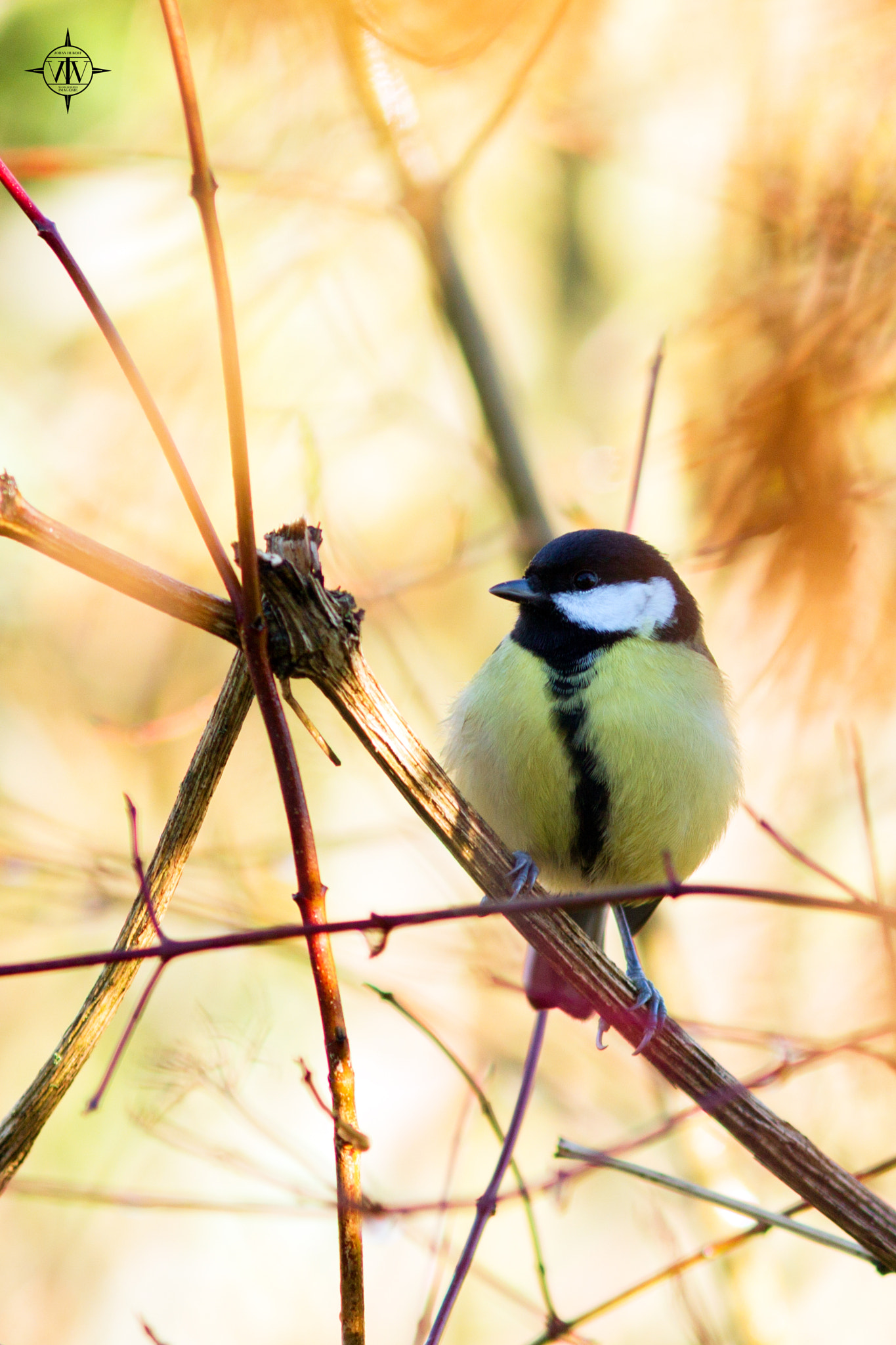 Canon EF 300mm F4L IS USM sample photo. Faune photography