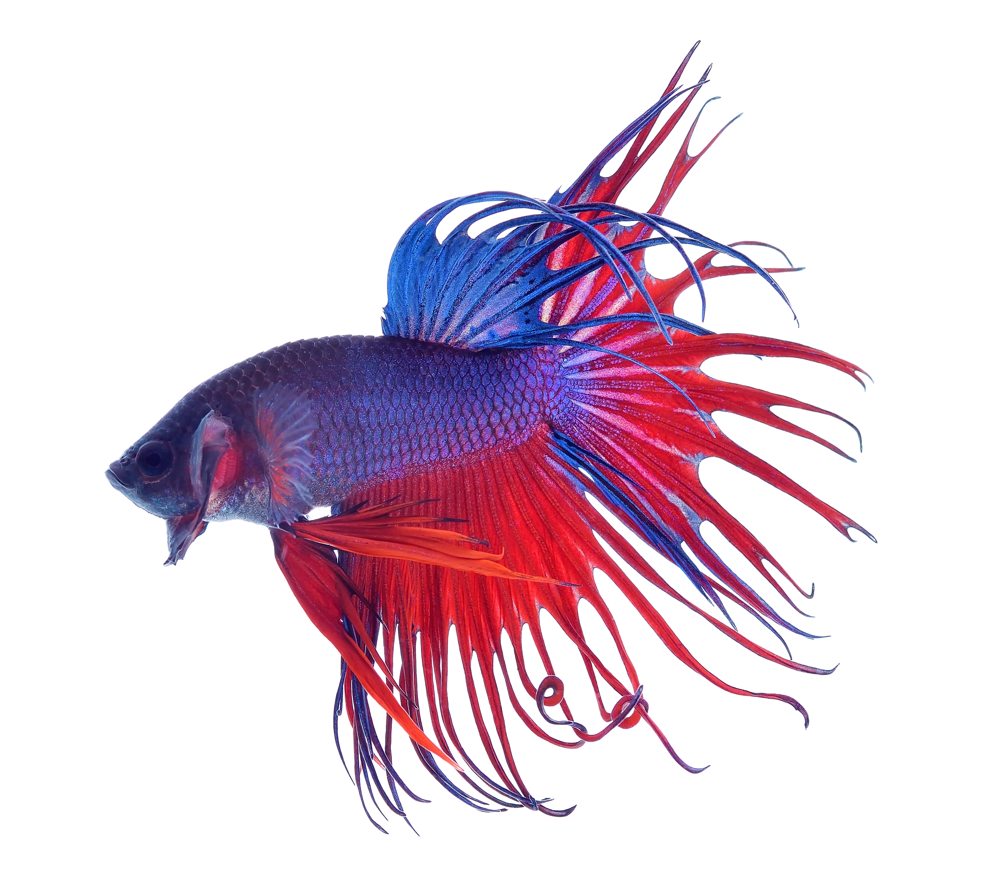 fighting fish.Colorful Dragon Fish. isolated on white background
