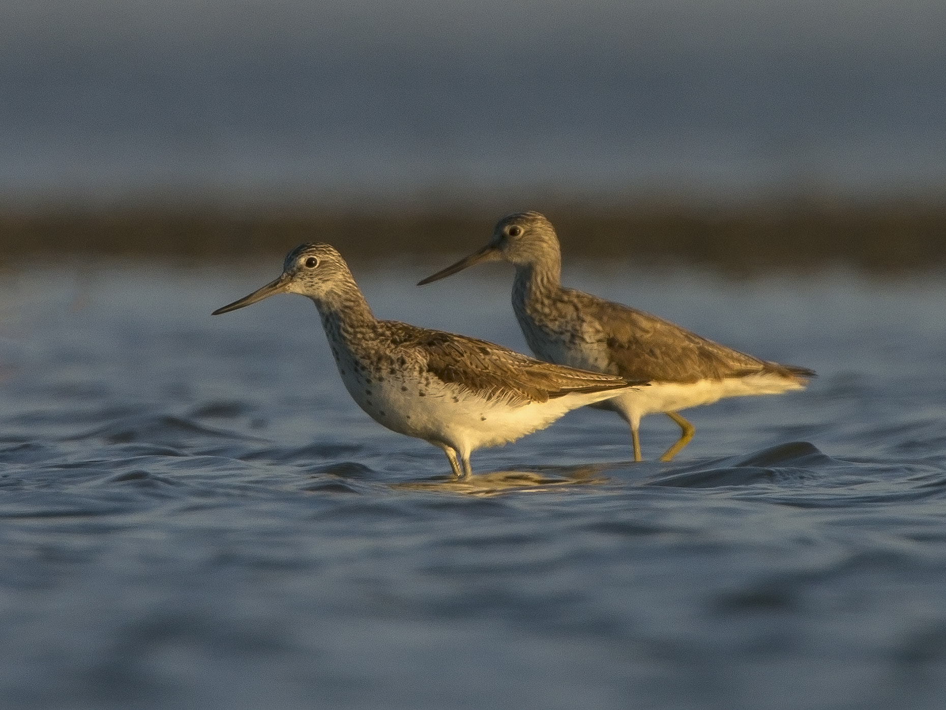 Canon EF 300mm F2.8L IS USM sample photo. Greenshanks in last light photography