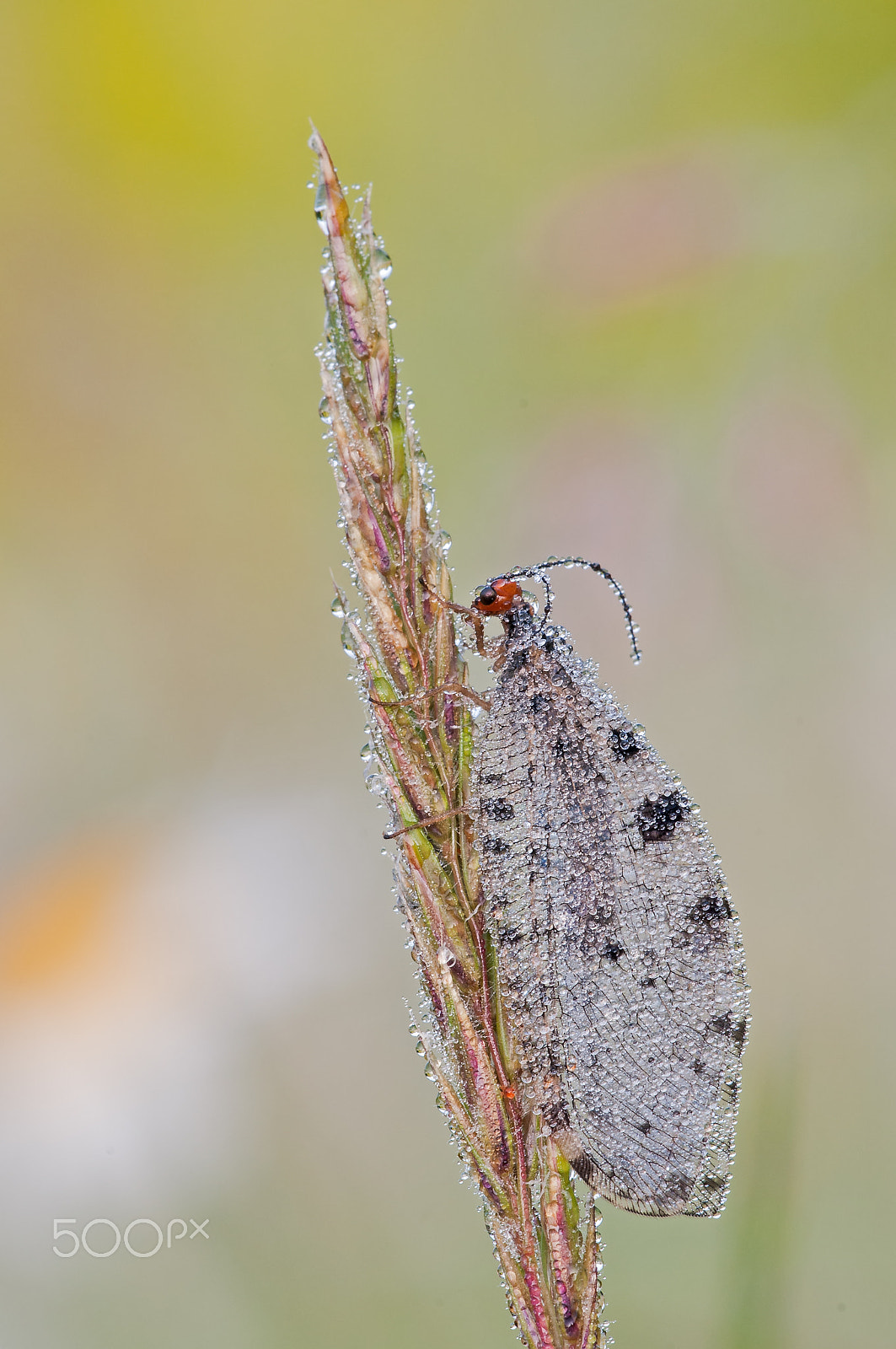 Sigma 150mm F2.8 EX DG Macro HSM sample photo. Osmylidae (bachhaft) photography