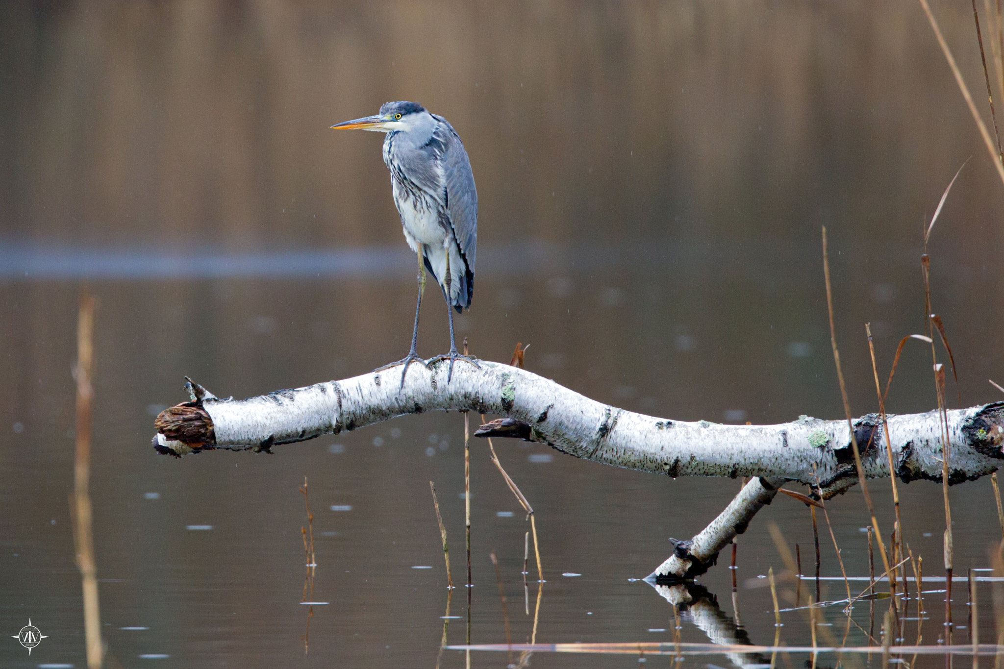 Canon EF 400mm F2.8L IS USM sample photo. Faune photography