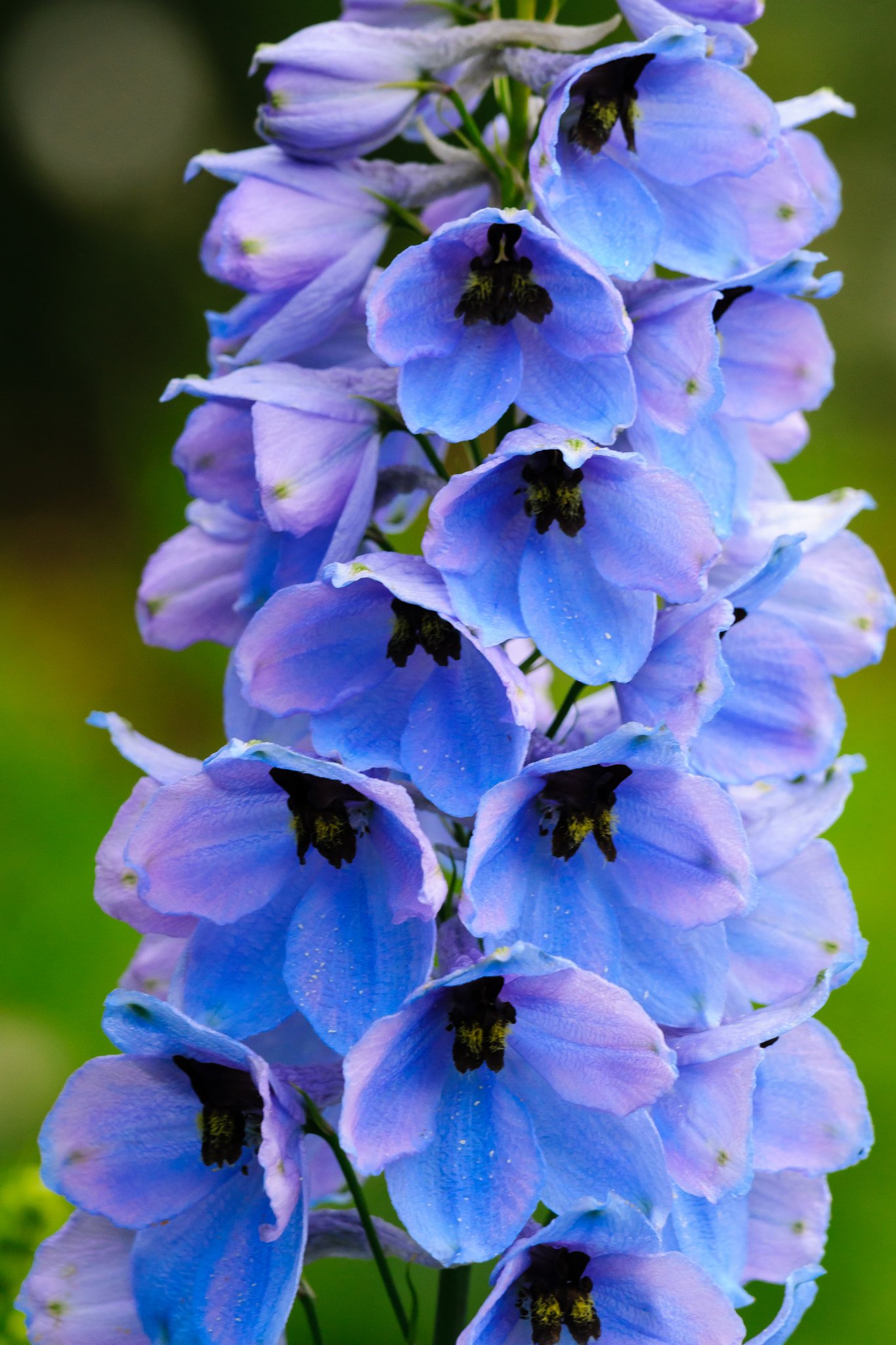 Sony 70-300mm F4.5-5.6 G SSM sample photo. Dephinium photography