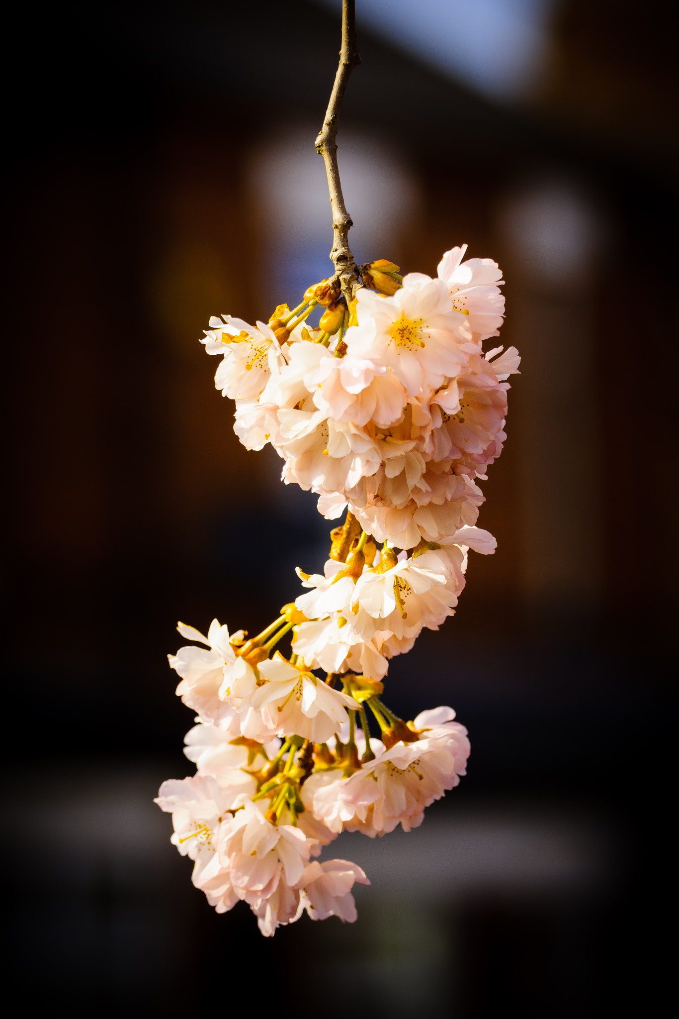 Sony 70-300mm F4.5-5.6 G SSM sample photo. Blossom photography