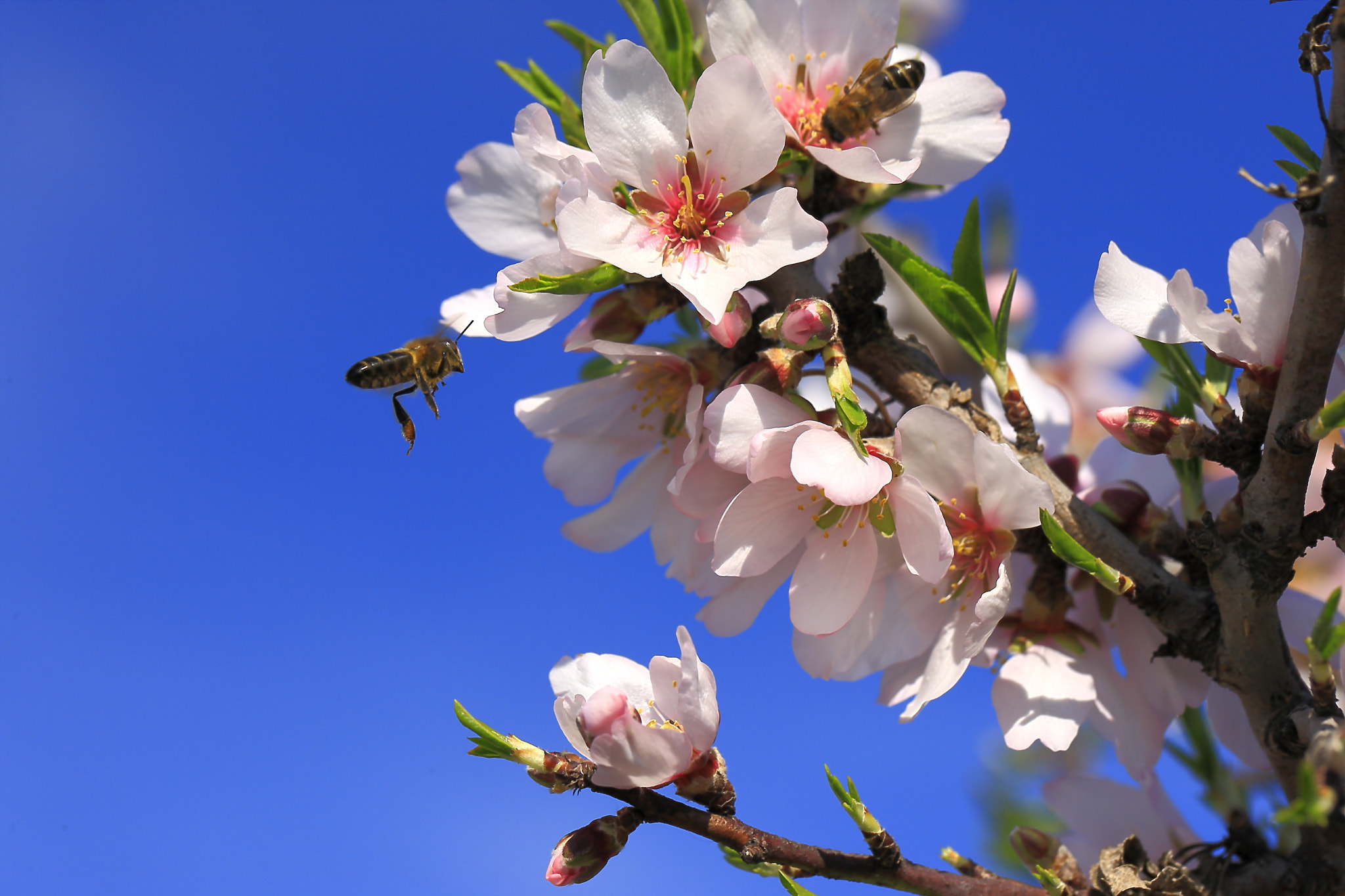 Canon EOS-1Ds Mark III sample photo. Bee photography