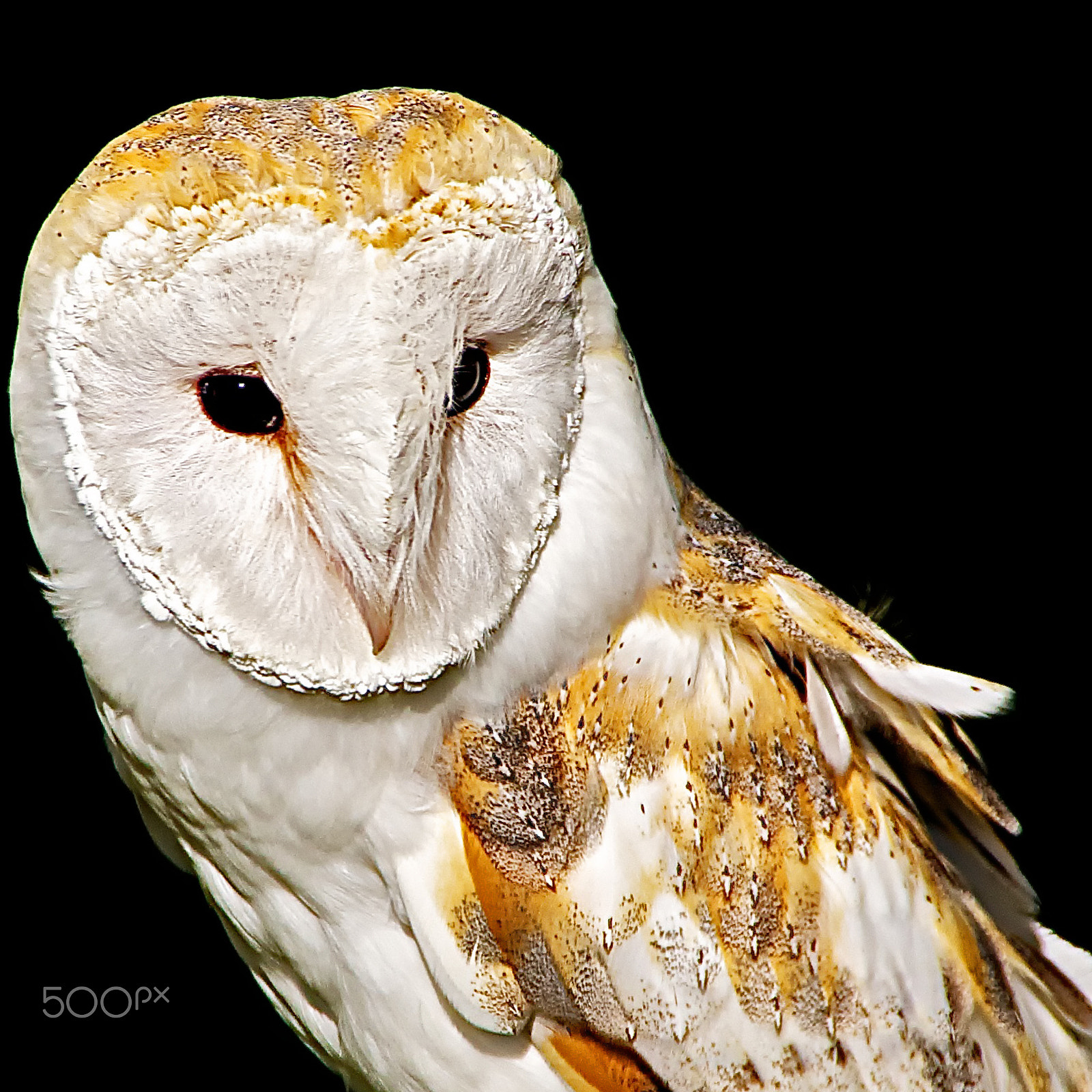 Sony DT 18-250mm F3.5-6.3 sample photo. Ab135 barn owl photography
