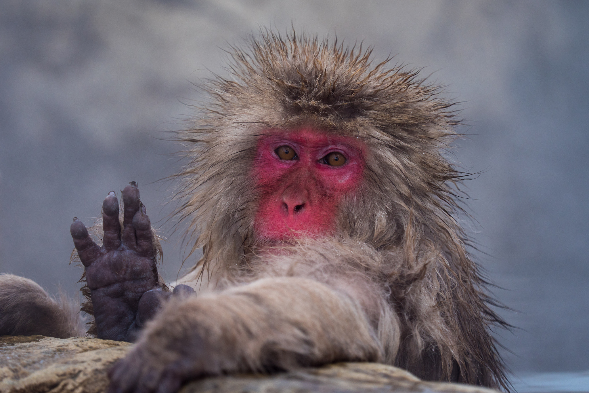 Panasonic Lumix DMC-GX8 + Olympus M.Zuiko Digital ED 40-150mm F2.8 Pro sample photo. Hello snow monkey! photography