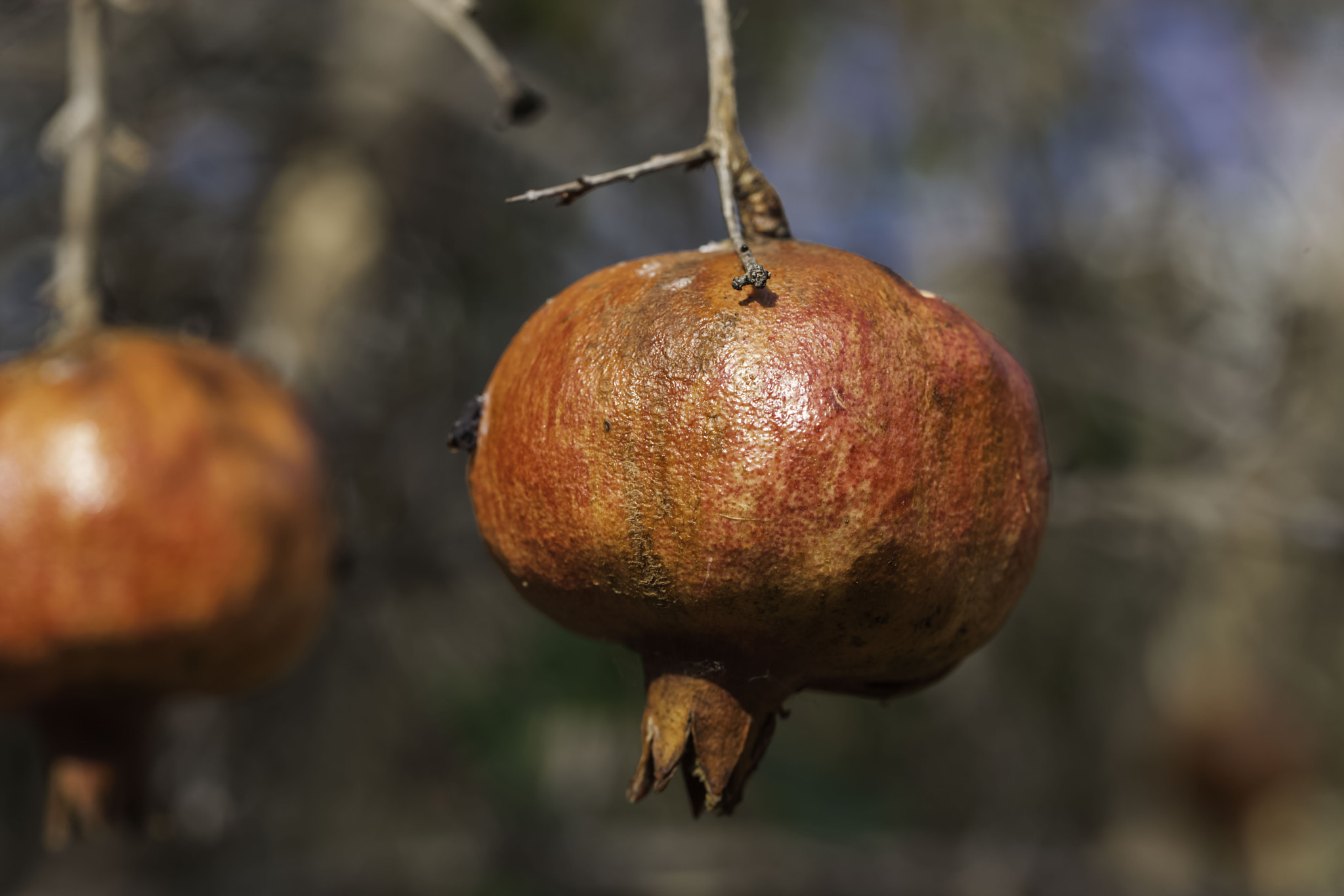 Canon EOS-1Ds Mark III sample photo. Pomegranate photography