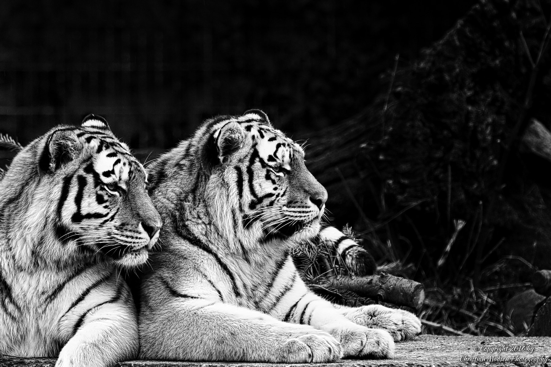 Canon EF 70-200mm F2.8L IS II USM sample photo. Amur tiger couple photography
