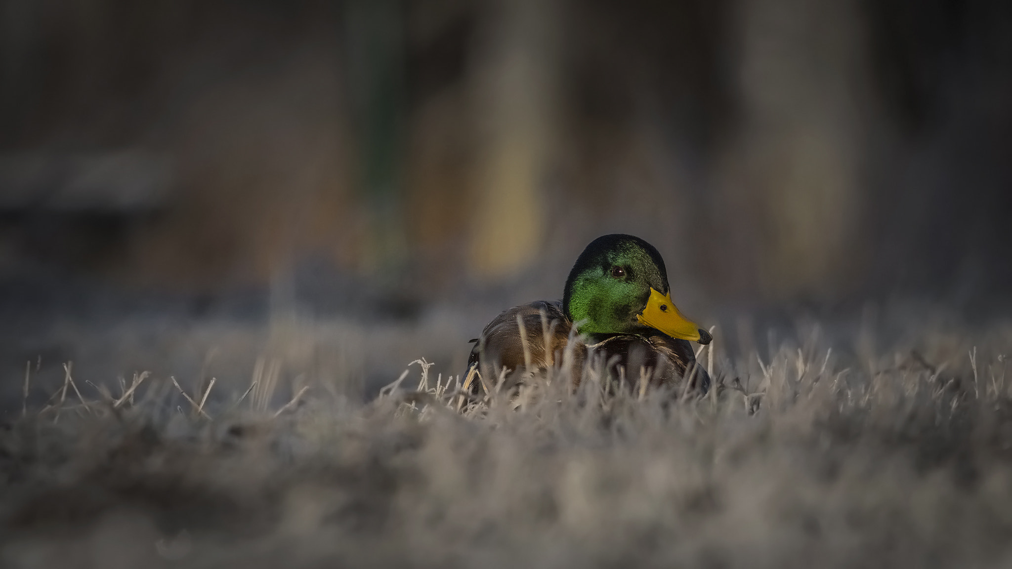 Sigma 150-500mm F5-6.3 DG OS HSM sample photo. . photography