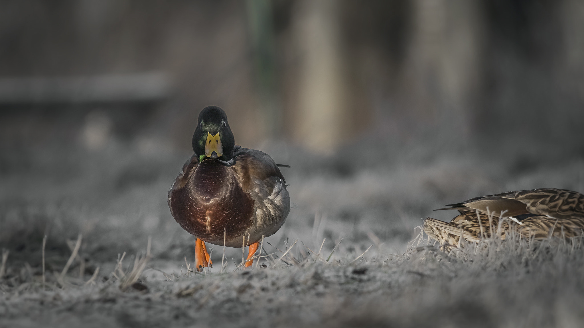 Sigma 150-500mm F5-6.3 DG OS HSM sample photo. . photography