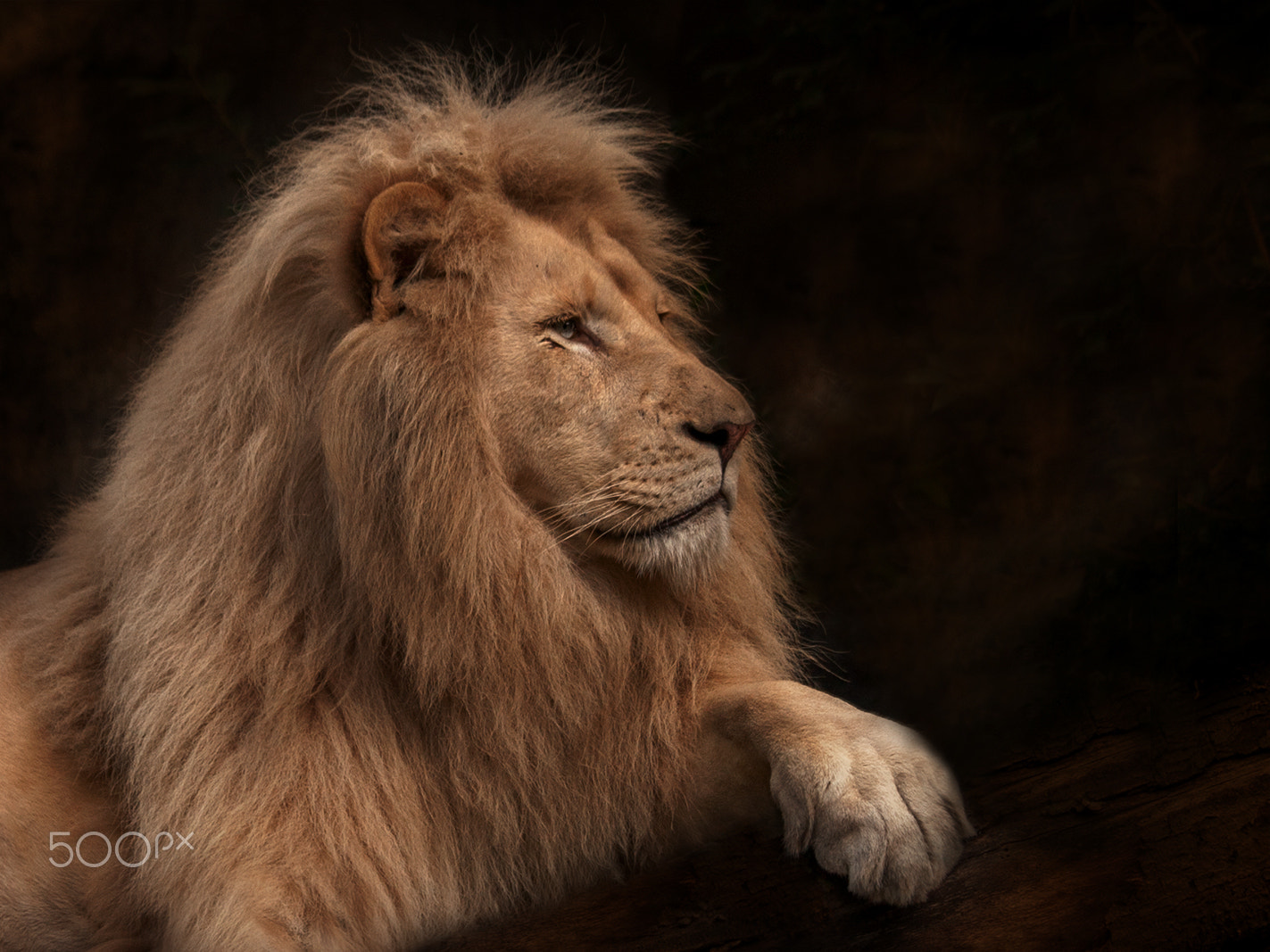 Canon EOS 30D sample photo. Lion king photography