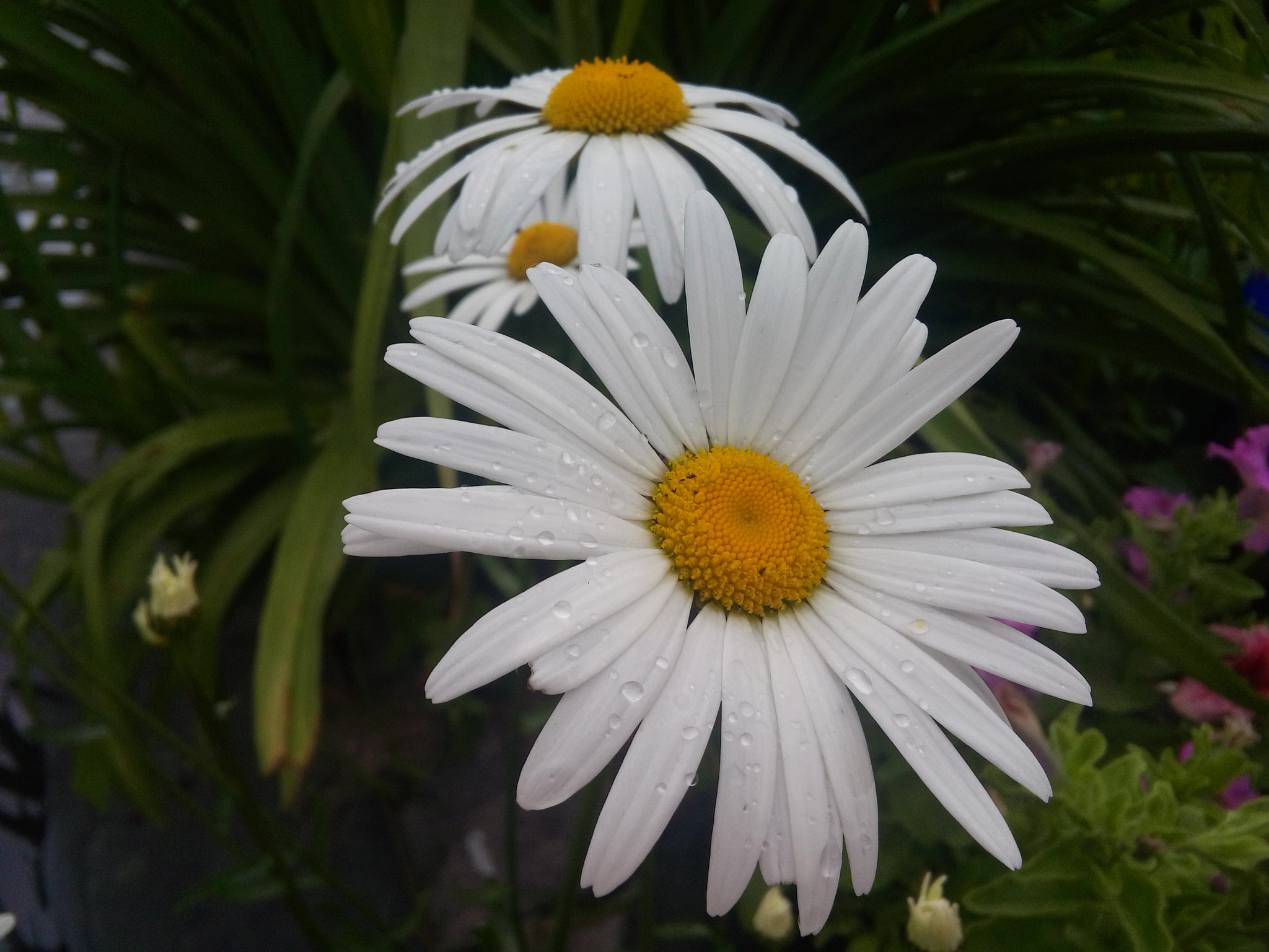 LG VOLT sample photo. :) photography