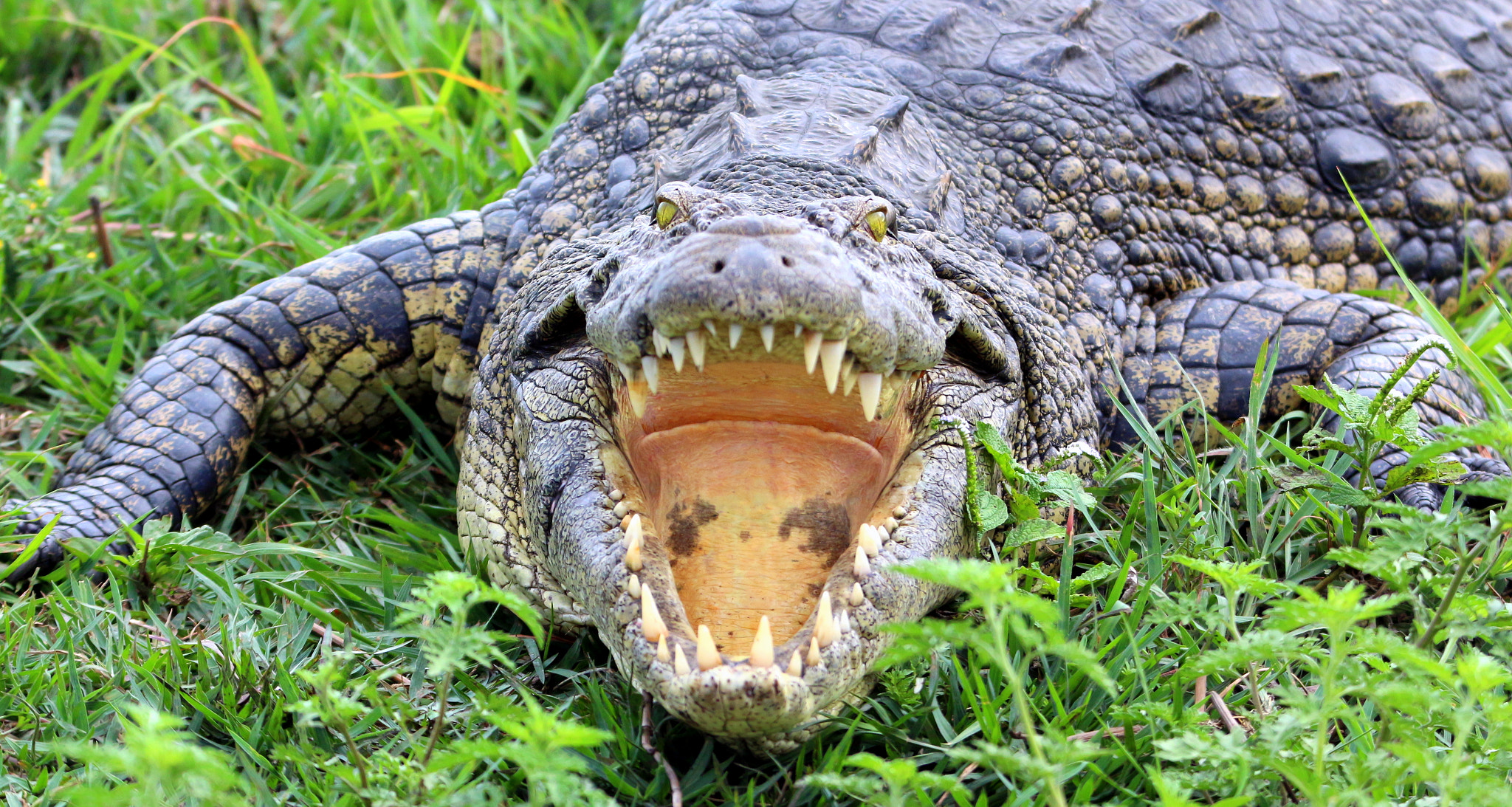 Tamron SP 150-600mm F5-6.3 Di VC USD sample photo. Crocodile photography