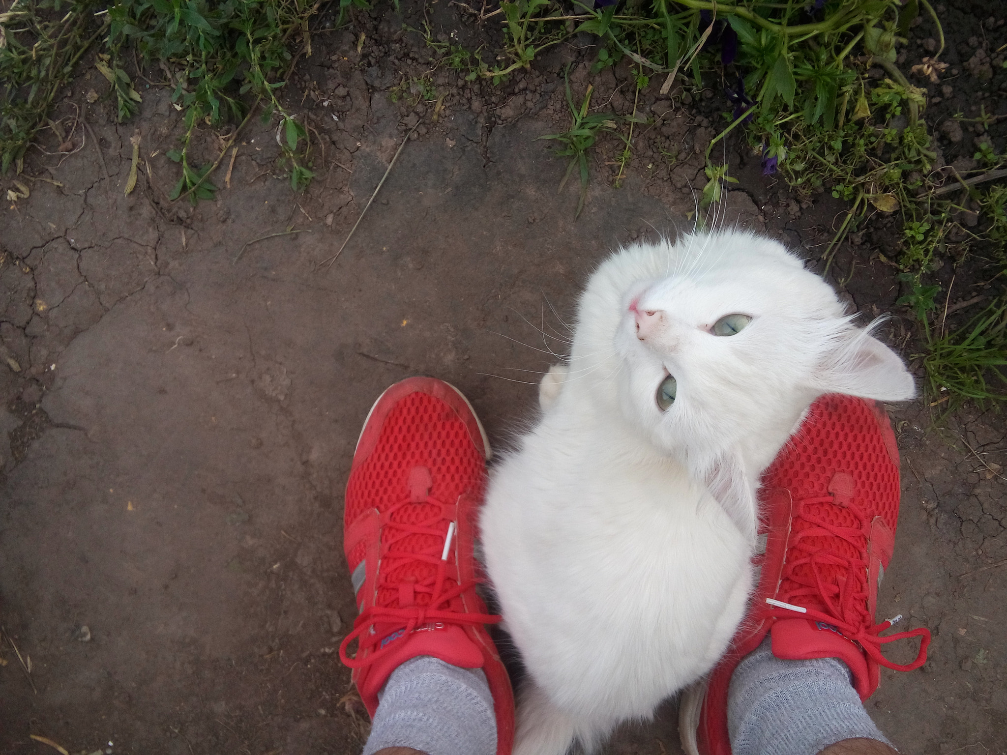 LG VOLT sample photo. White nigga cat photography