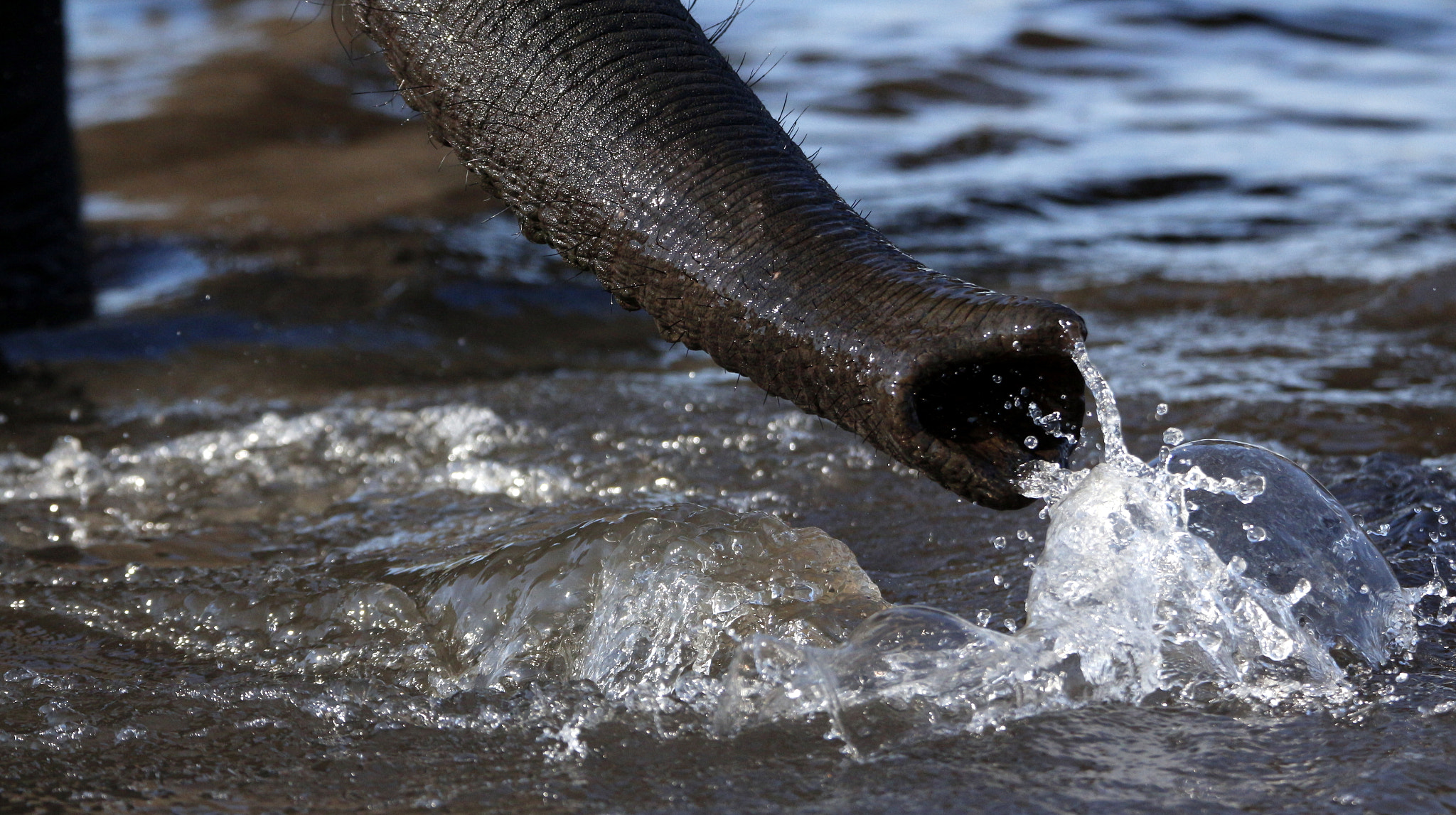 Tamron SP 150-600mm F5-6.3 Di VC USD sample photo. Elaphants trunk in the water photography