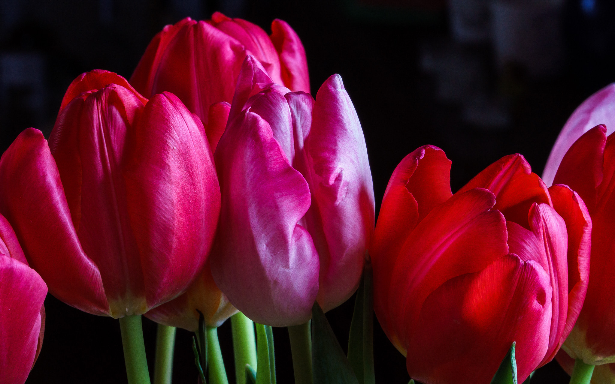 Sony ILCA-77M2 + 90mm F2.8 Macro SSM sample photo. 20160201_0005.jpg photography